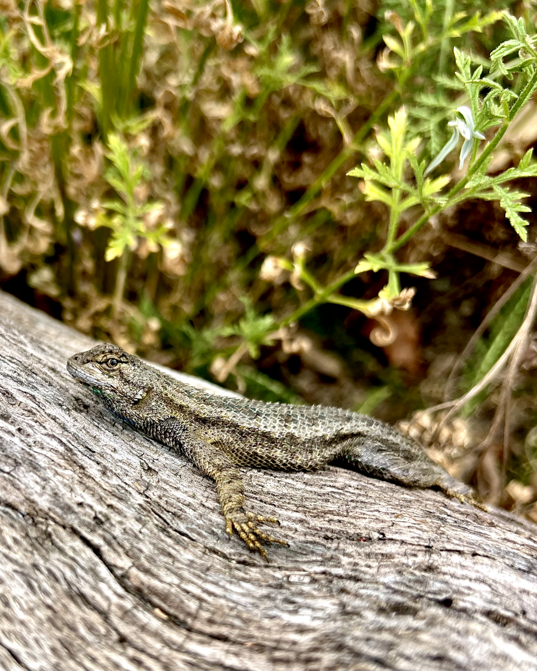 Native Plants for Native Lizards