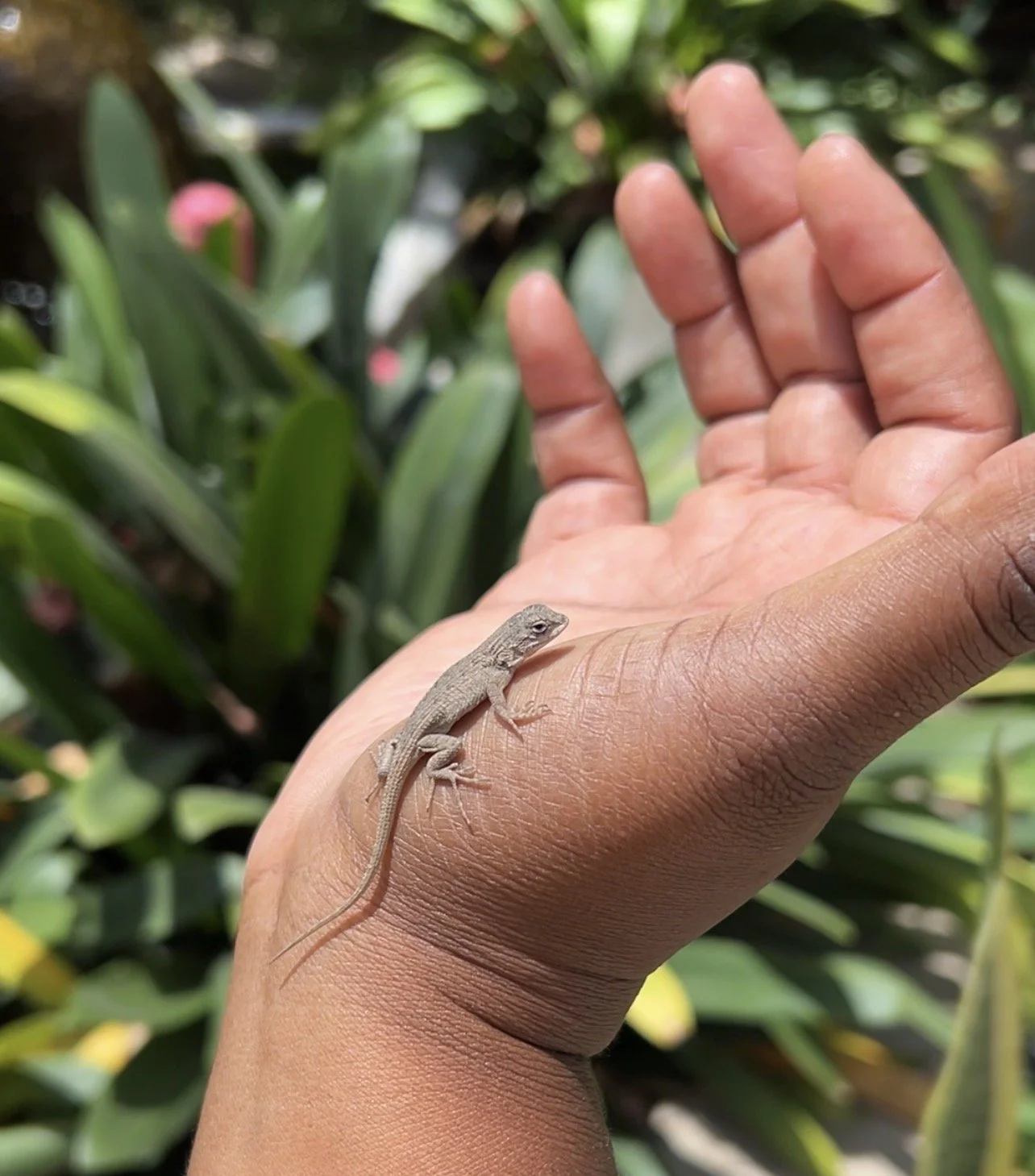 Concrete, Billboards, and Lizards