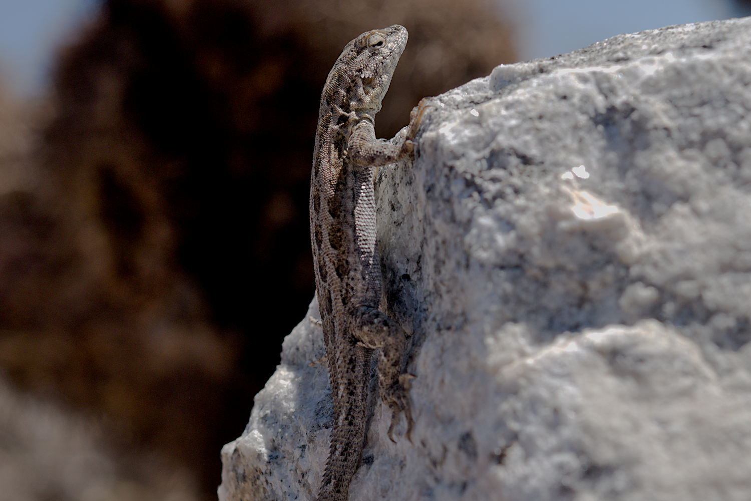 Hello Long-Tailed Brush Lizard!