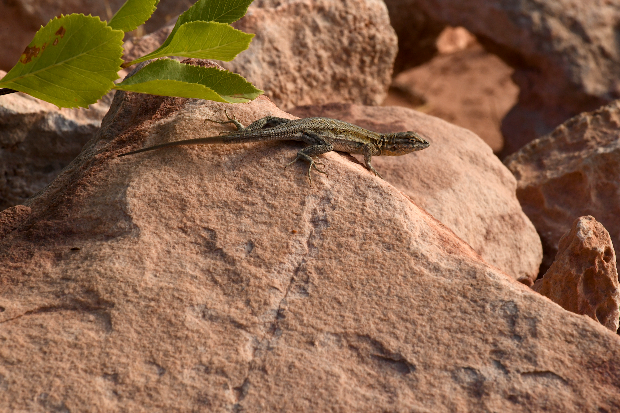 Herping in Vegas