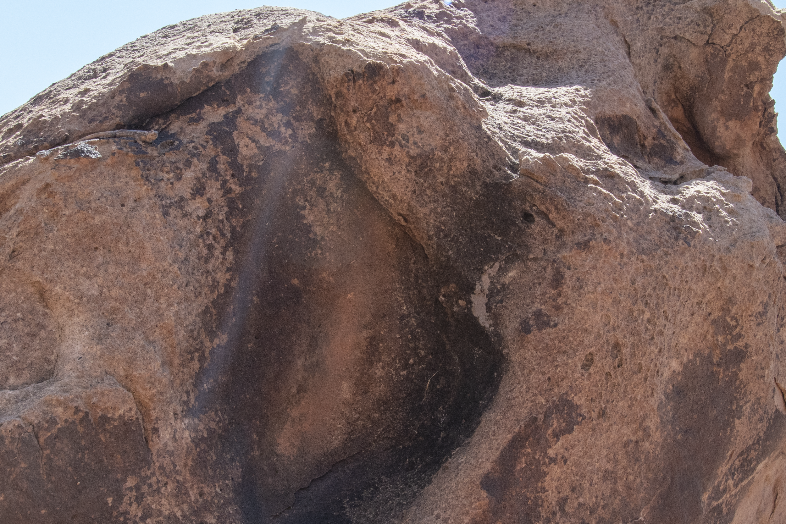The Regal Chuckwalla