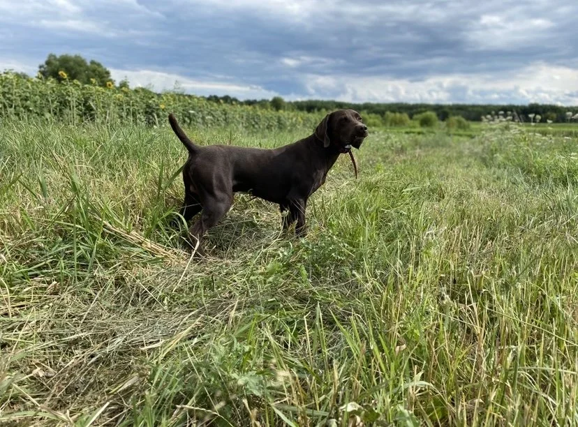 WSK Litters — Waterdog Specialties Kennels