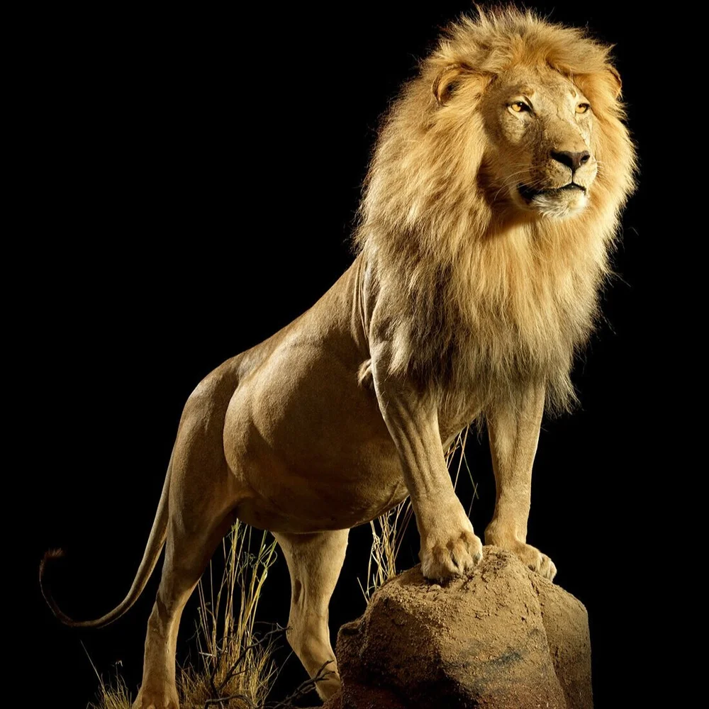 Gallery Africa — Animal Artistry