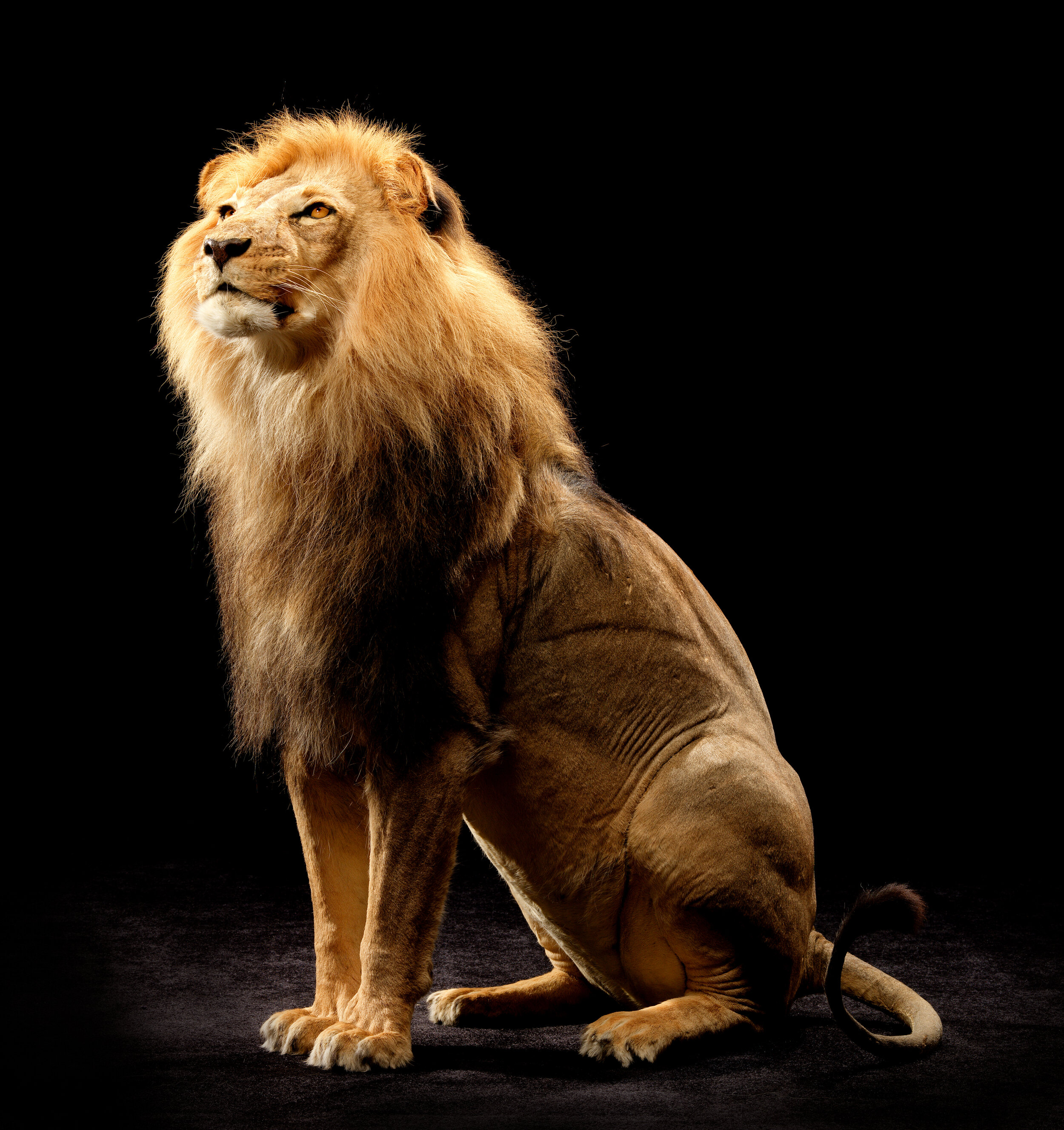 Полные лев. Сенегальский Лев. Лев сидит вид сбоку. Североконголезский Ле. Lion Сенегальский Лев.