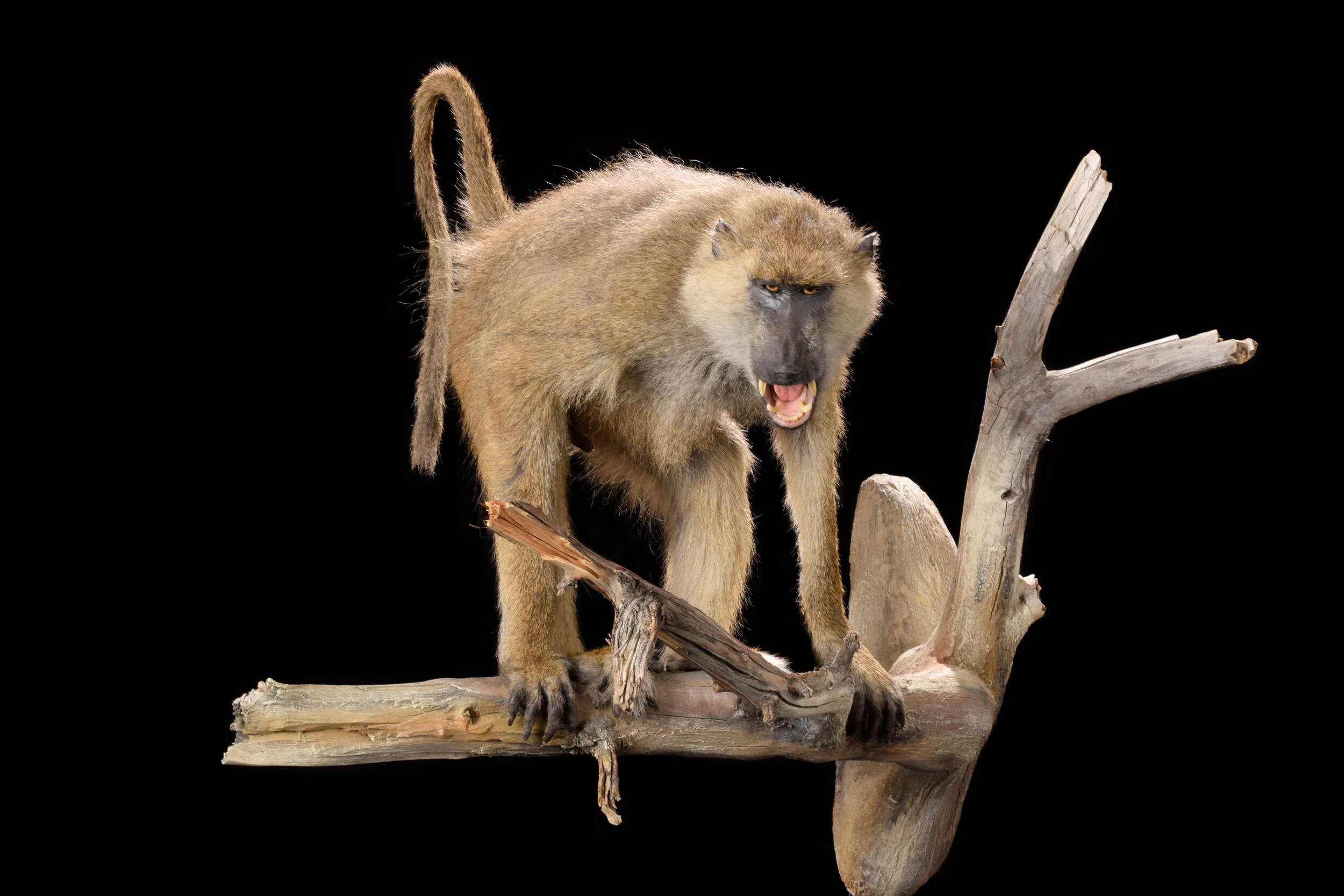 Gallery | Africa | Primate — Animal Artistry