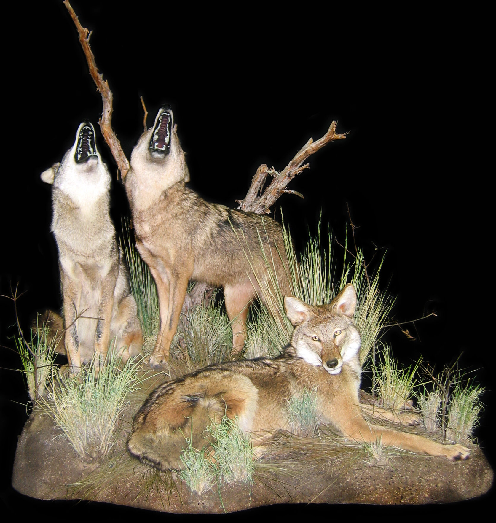 Gallery North America Coyote — Animal Artistry