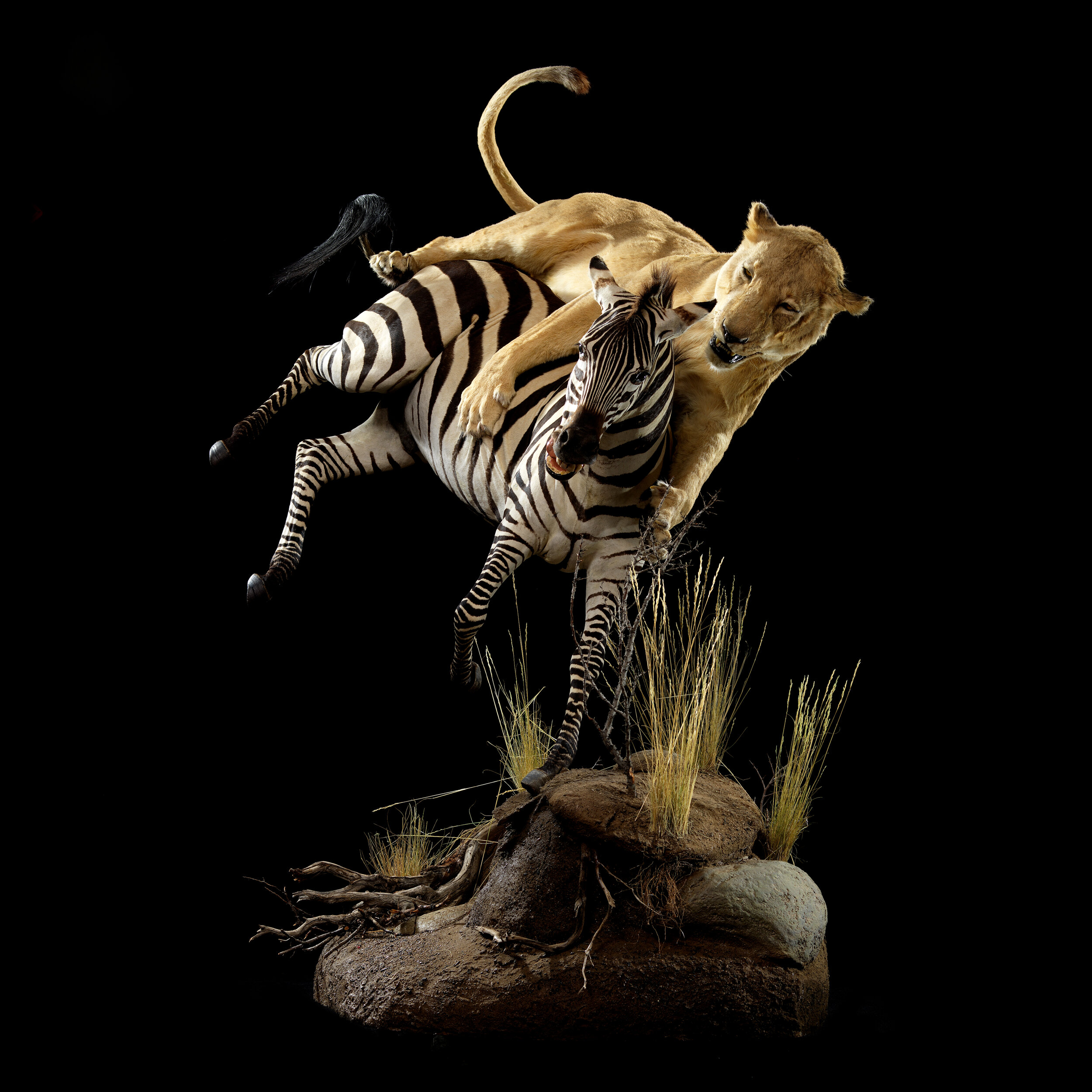 Do You Need African Taxidermy for African Animals? — Animal Artistry