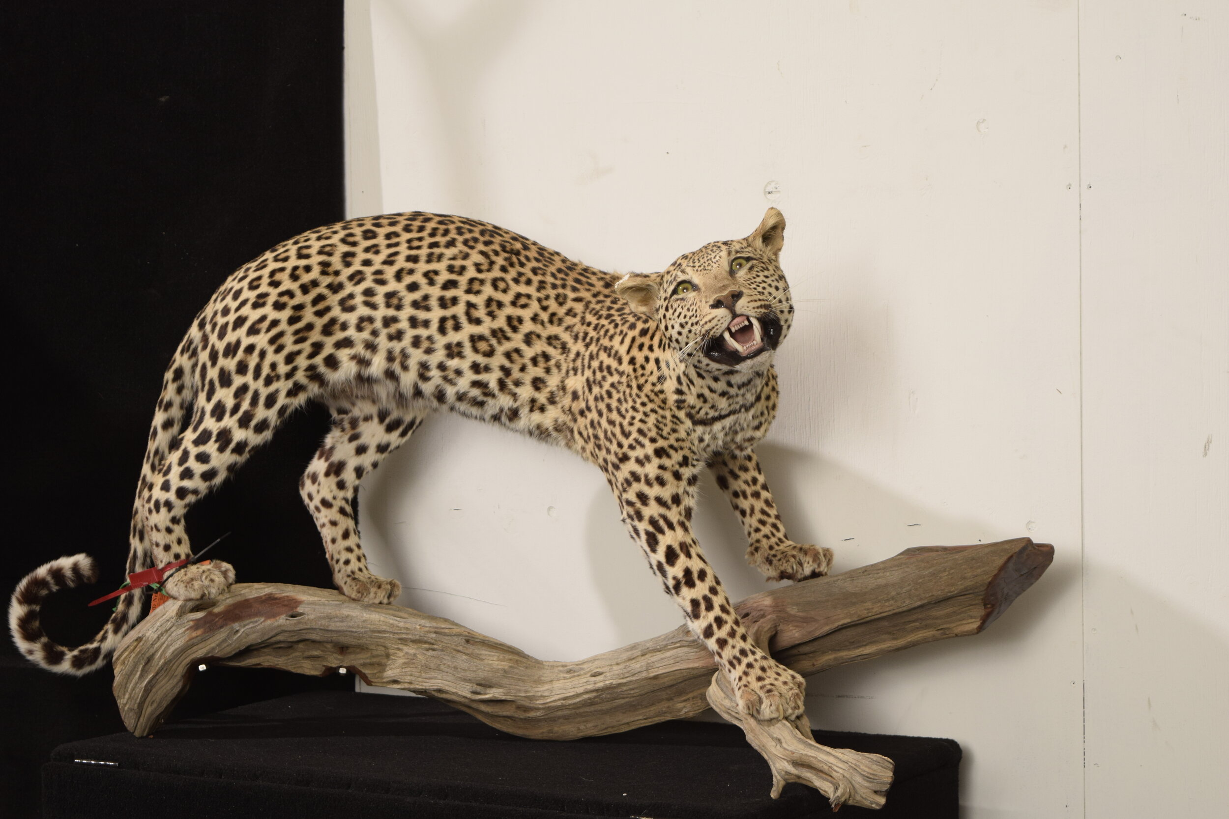 Understanding Taxidermy and Getting Value — Animal Artistry