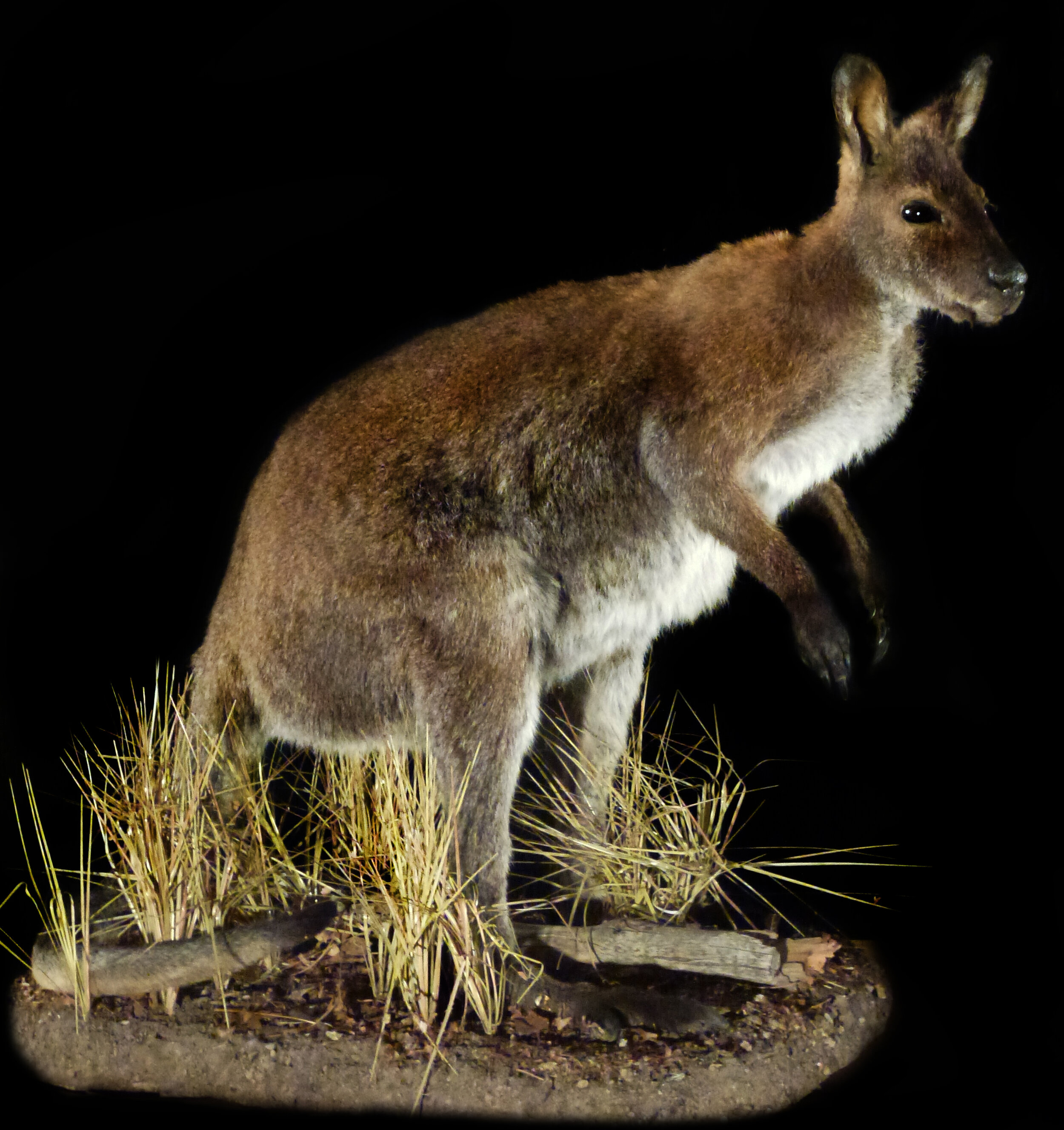 Gallery AsiaExotics Wallaby — Animal Artistry