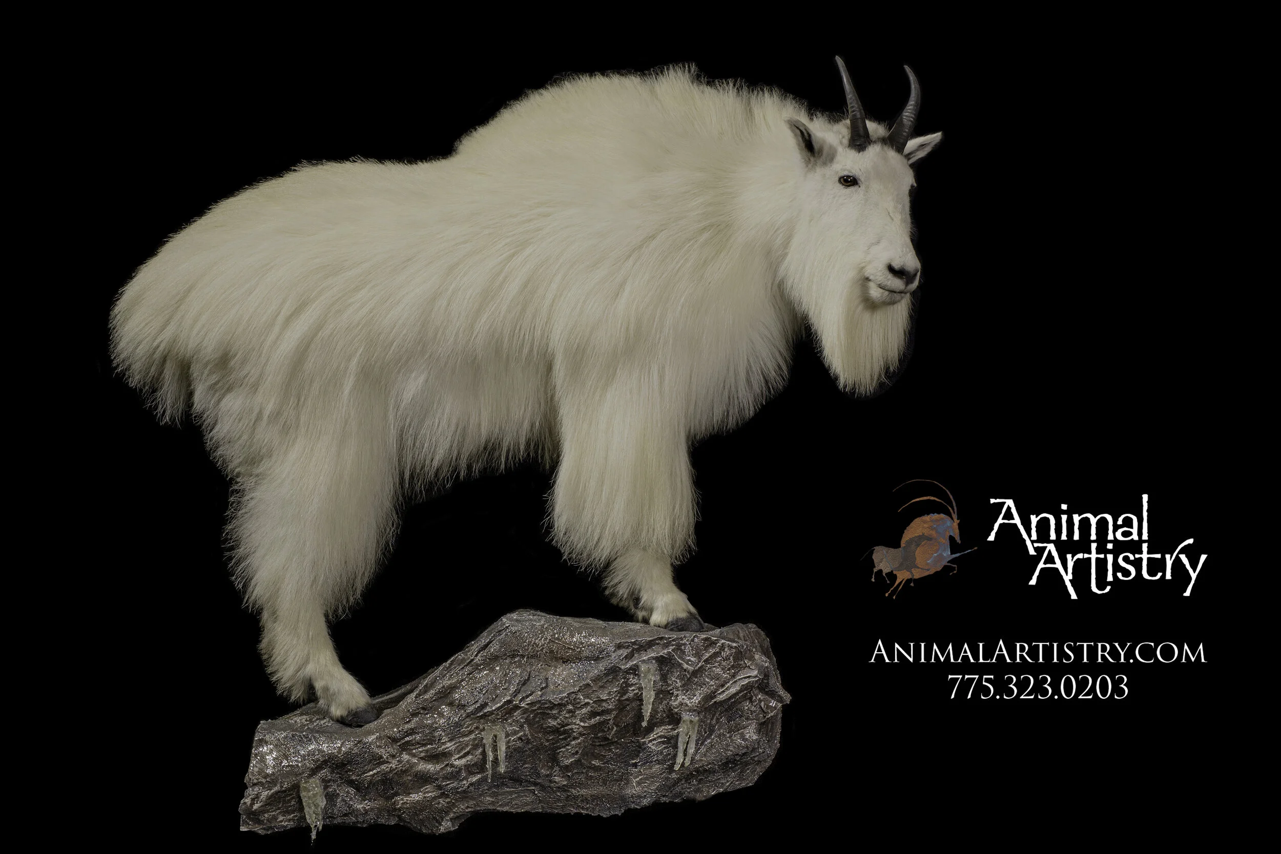 Gallery North America Mountain Goat — Animal Artistry