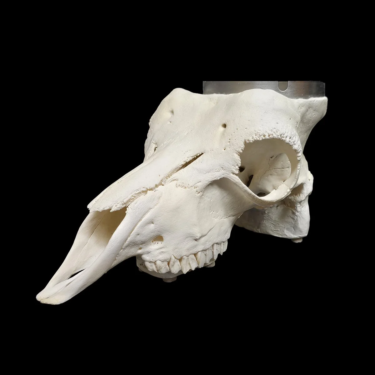 Ibex ashtray.jpg