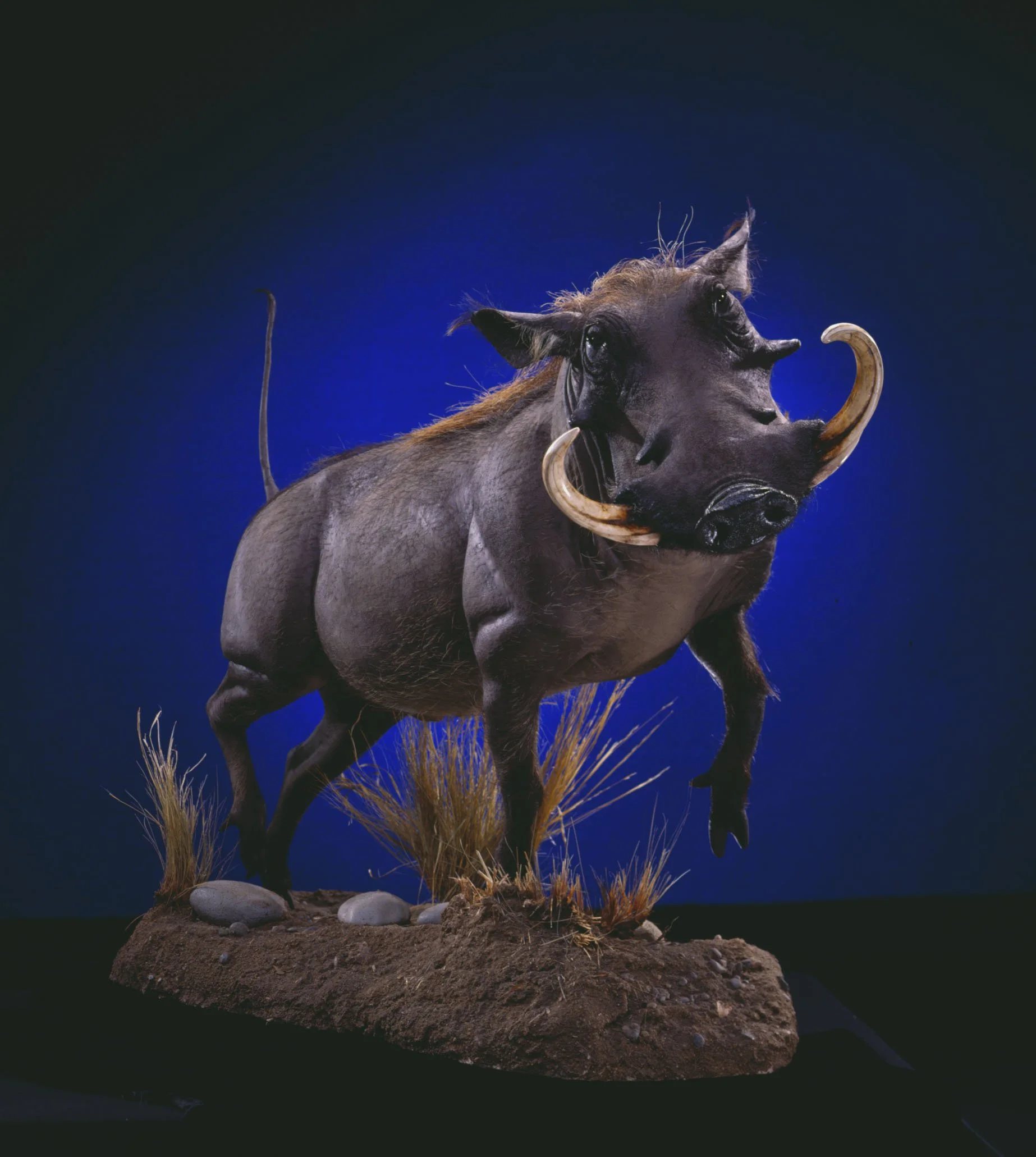 Gallery | Africa | Warthog — Animal Artistry