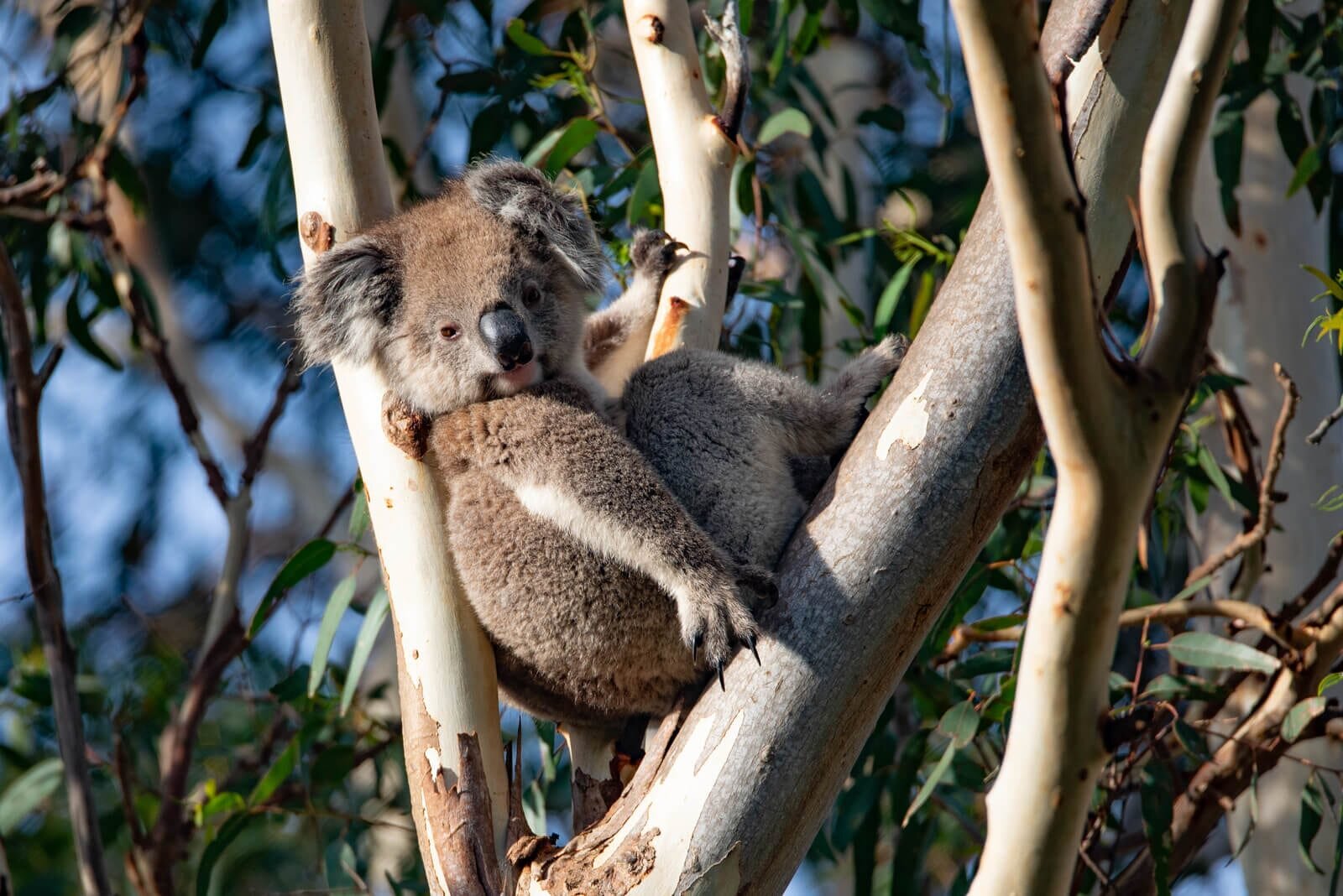 Koala-3-2.jpg