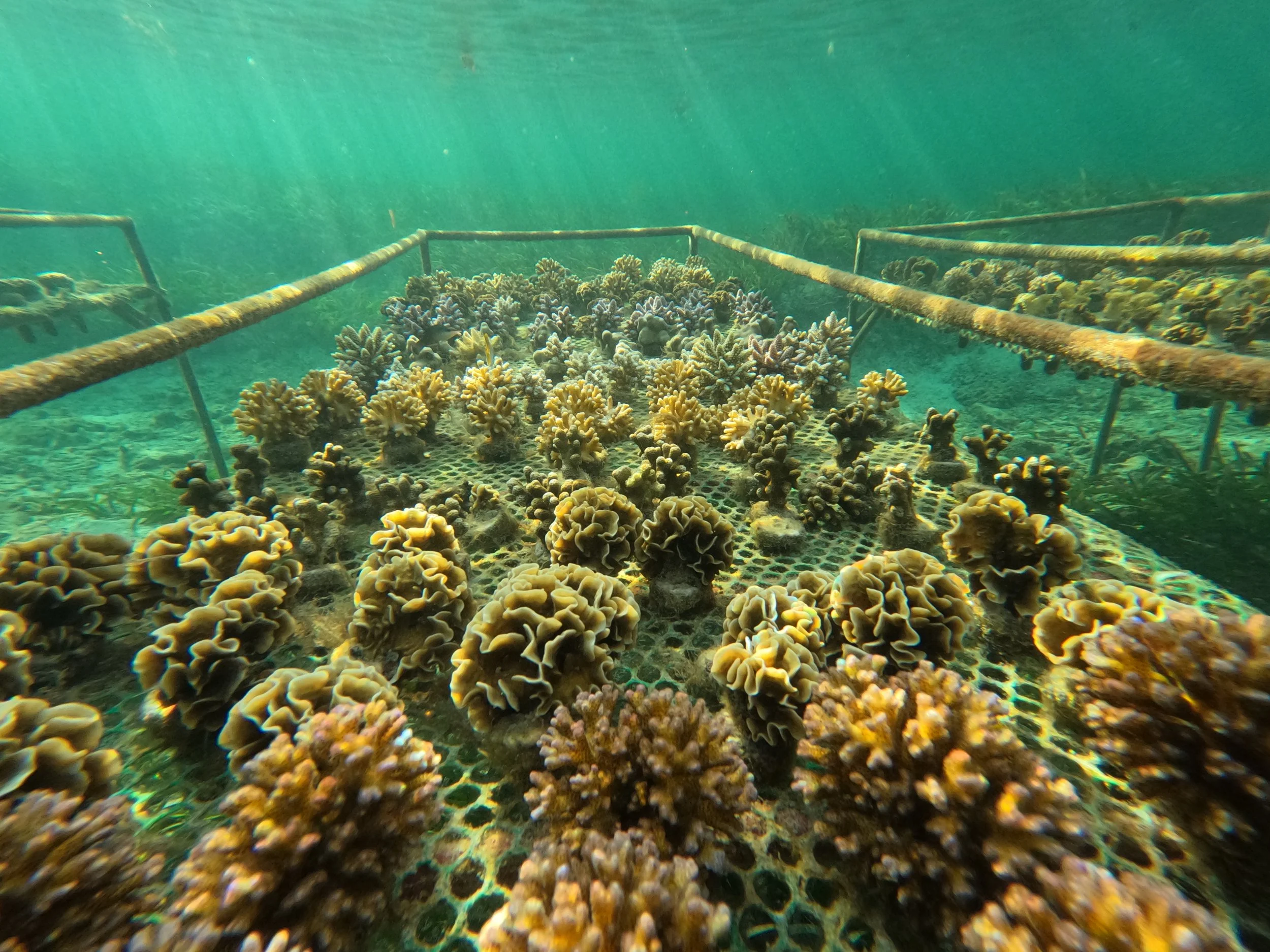 Oceans Alive: A Community-Led Model for Marine Recovery