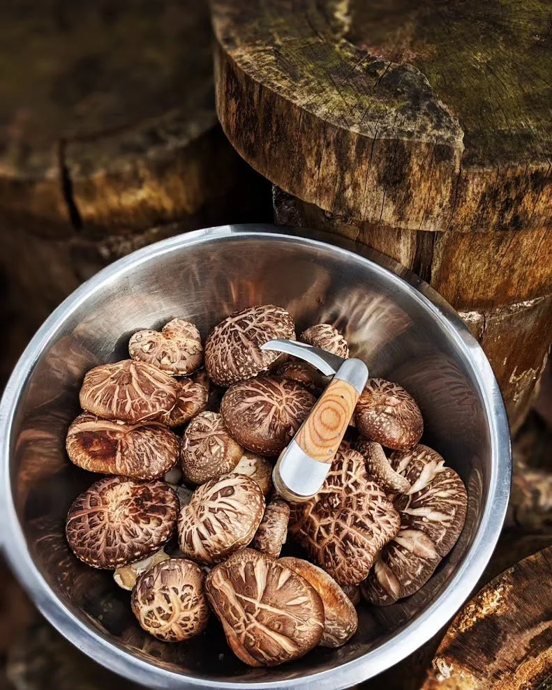 Growing Mushrooms on Logs Class & Workshop at Wild Arts Learning 2026