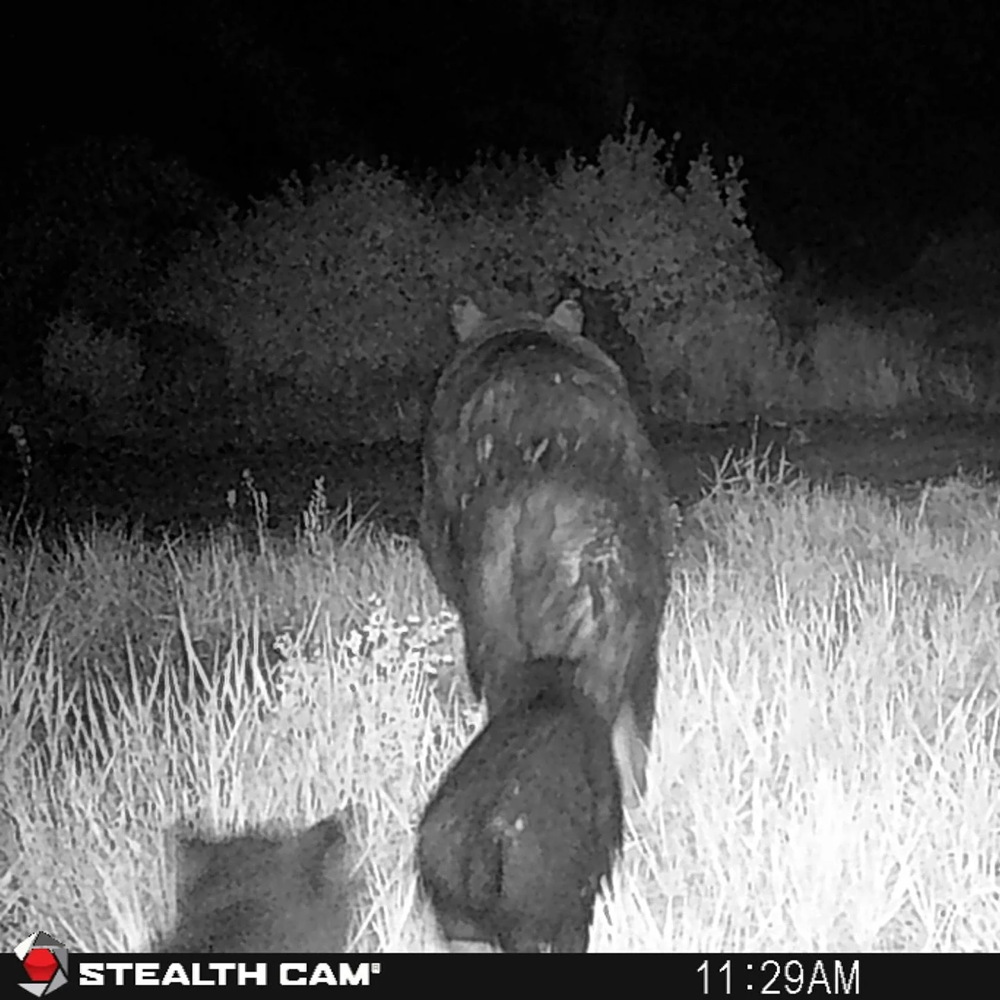 A little backwards bear booty and cubs on the property. 🐻