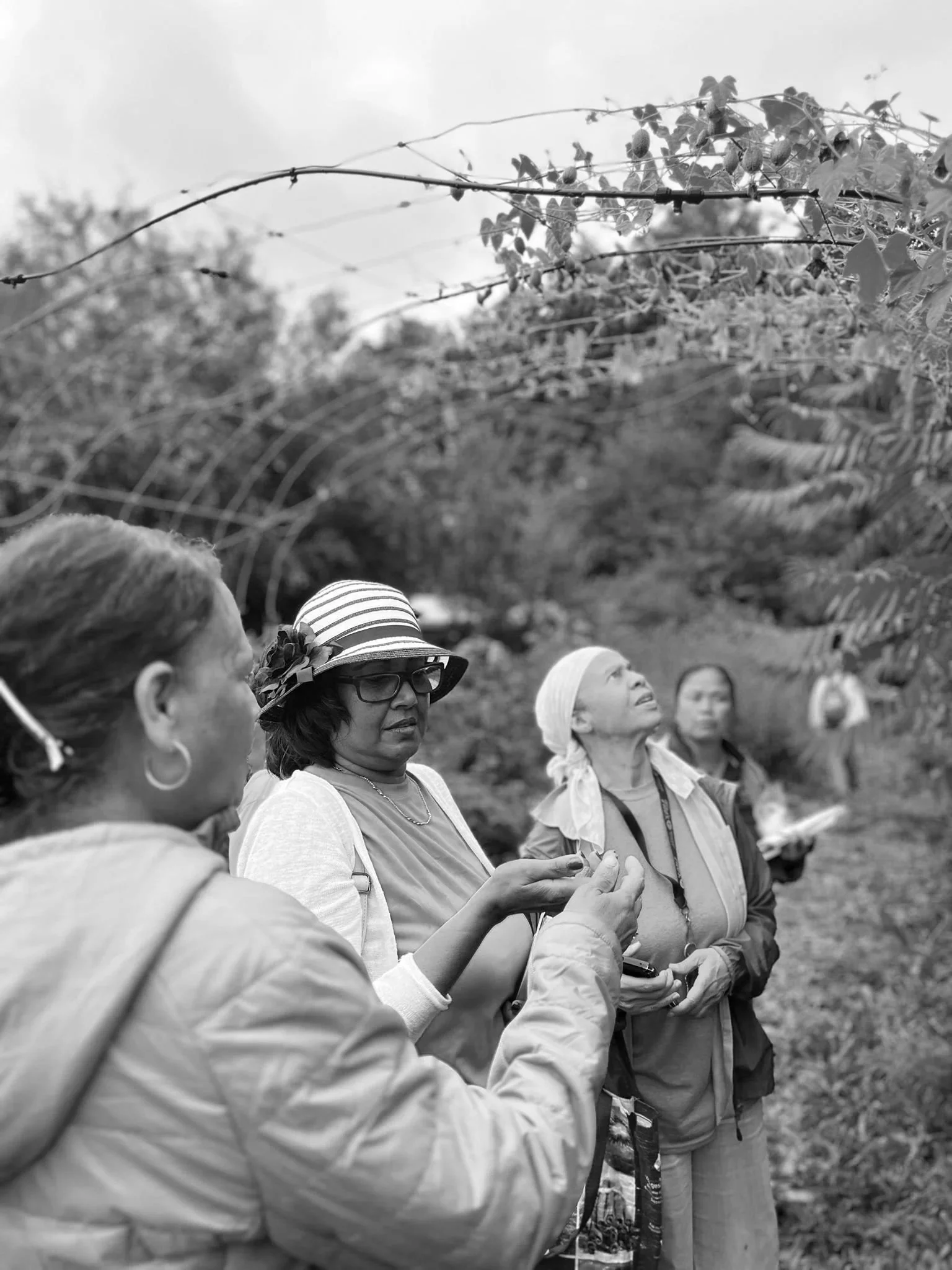 Seniors from a community program visiting Black Creek Community Farm and looking up at trees