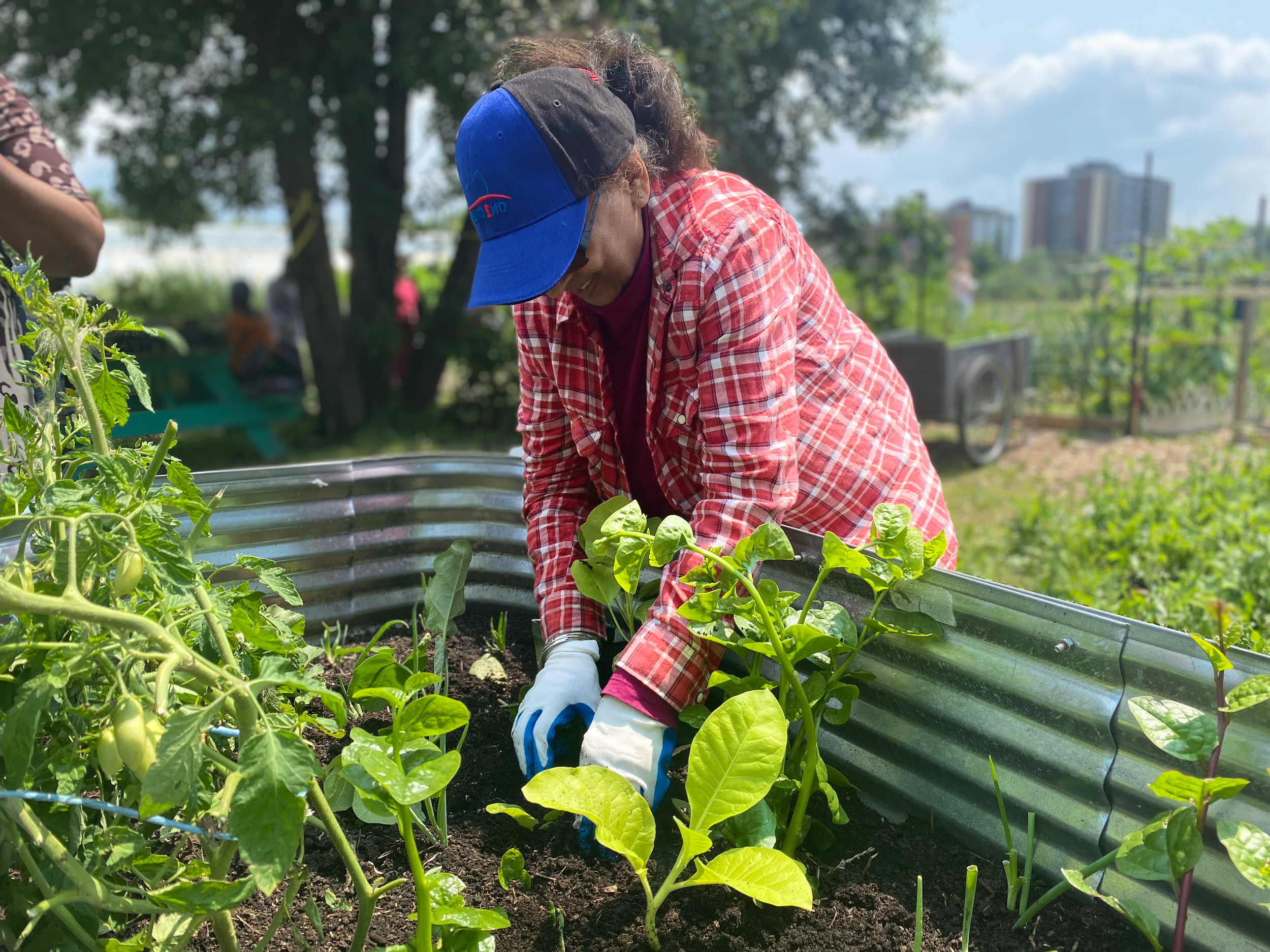 Community Wellbeing program participant planting at Black Creek Community Farm