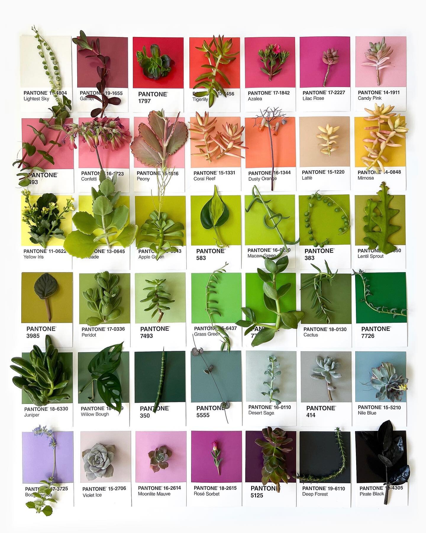 Rainbow shades of succulents 🌈🪴🌸🌵🌿🌼🌱

🎨 Color palette study featuring rare, variegated, and exotic succulents

🟪 Postcards - @pantone
🪴 Plants - @omgasheville
.
.
.
#spring2022 #longlivepantone #plantone #pantoneproject #succulents #pantone