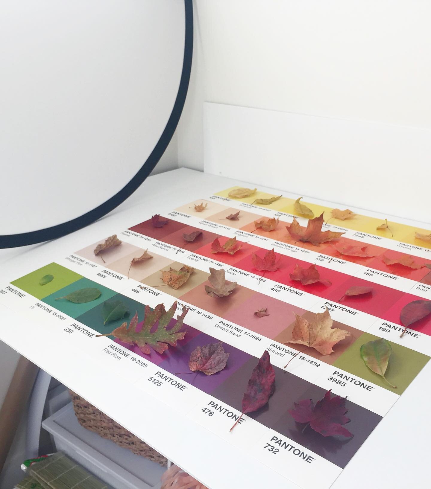 Fall is in the air 🍁🍂

Throwback to this autumn color study using fall foliage found in Asheville, NC. Ready for these bright colors to be here in the mountains! 🎨🍁

🎨💫 Using postcards by @pantone
.
.
.
.
#pantone #pantoneposts #autumnvibes #lo