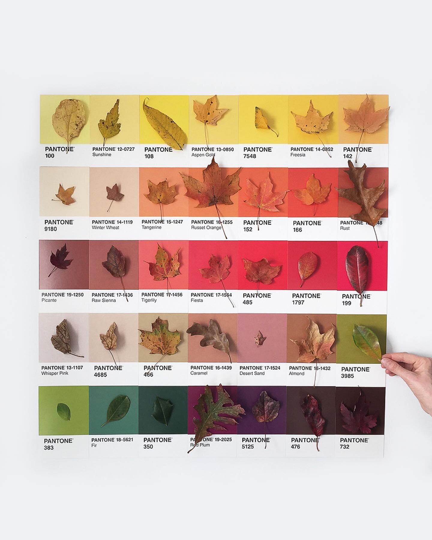 &ldquo;Autumn is a second spring when every leaf is a flower.&rdquo; Happy October! 🍁🎃🌼🍂

This quote from Albert Camus says it all. Reminiscing back to our fall palette color study, featuring mountain foliage from Asheville, North Carolina.

🎨🍂