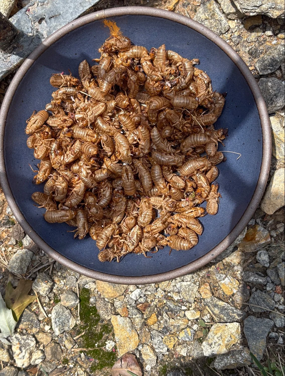 Cicada Spring