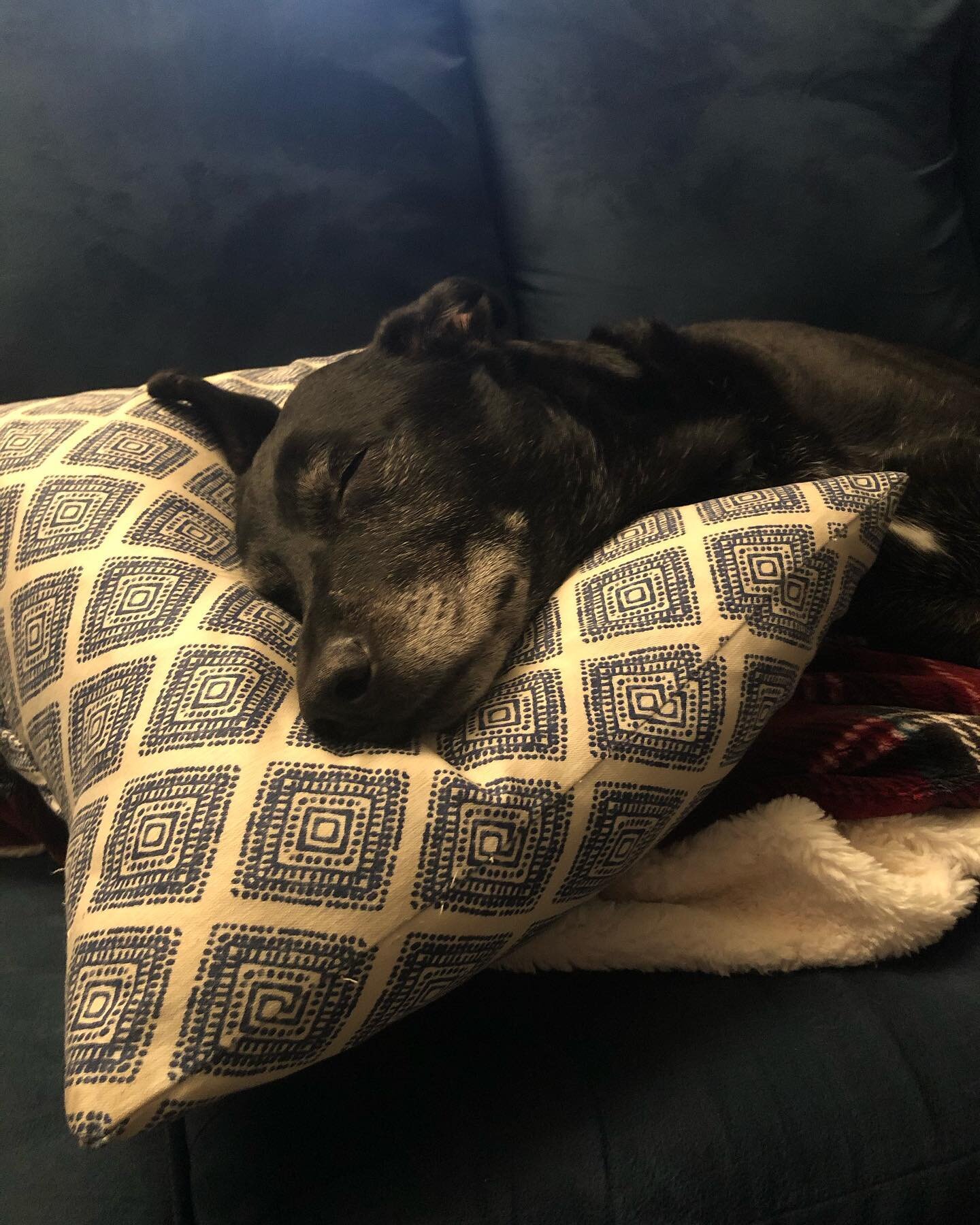 Sweet old boy sleeping.