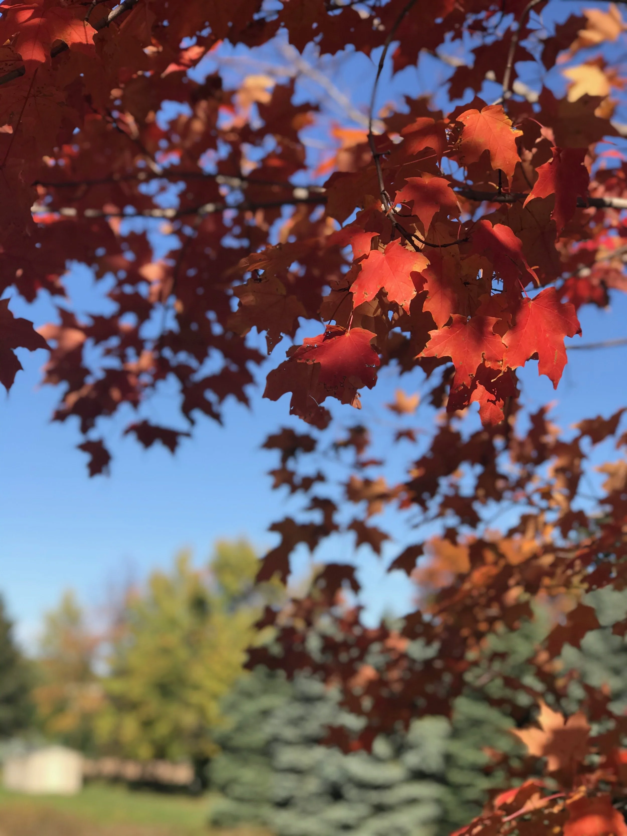 9th-11th Grade Composition 2026