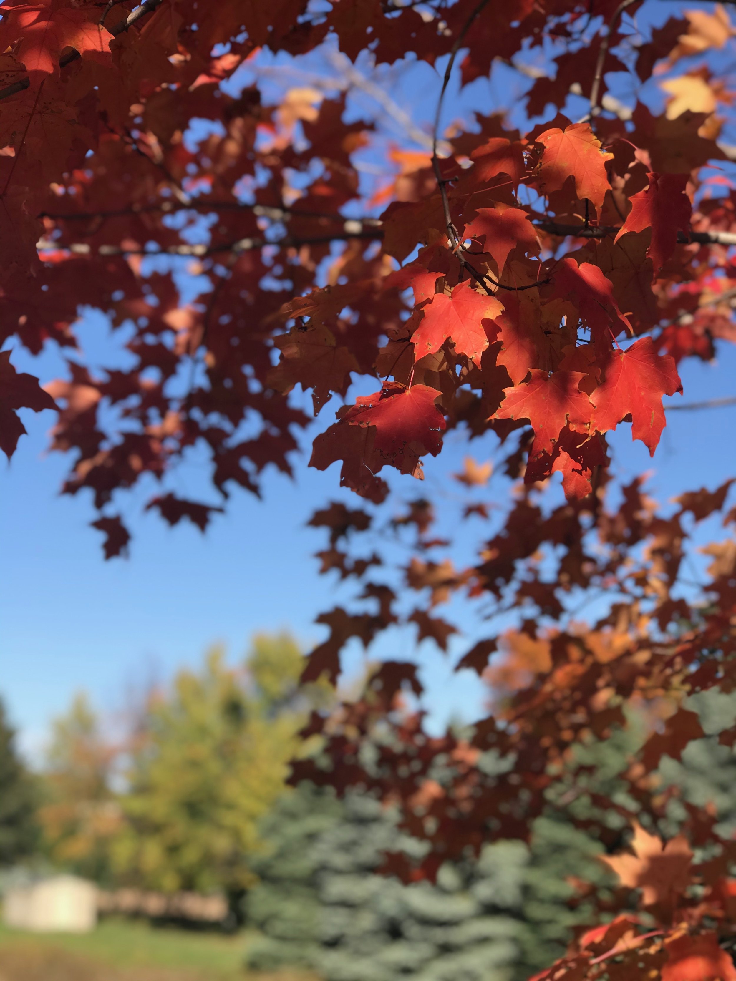 High School Literature Fall 2026