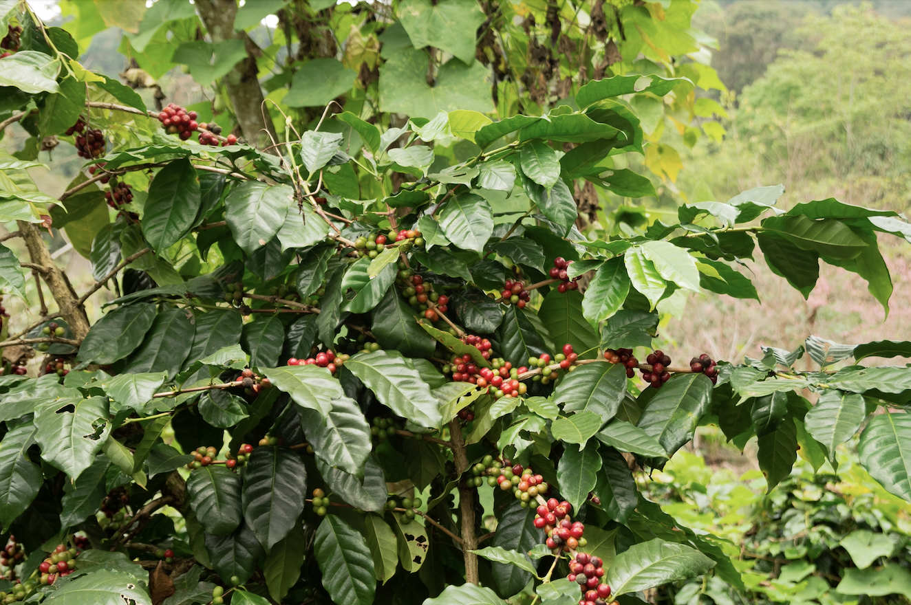 Coffee Plant.png