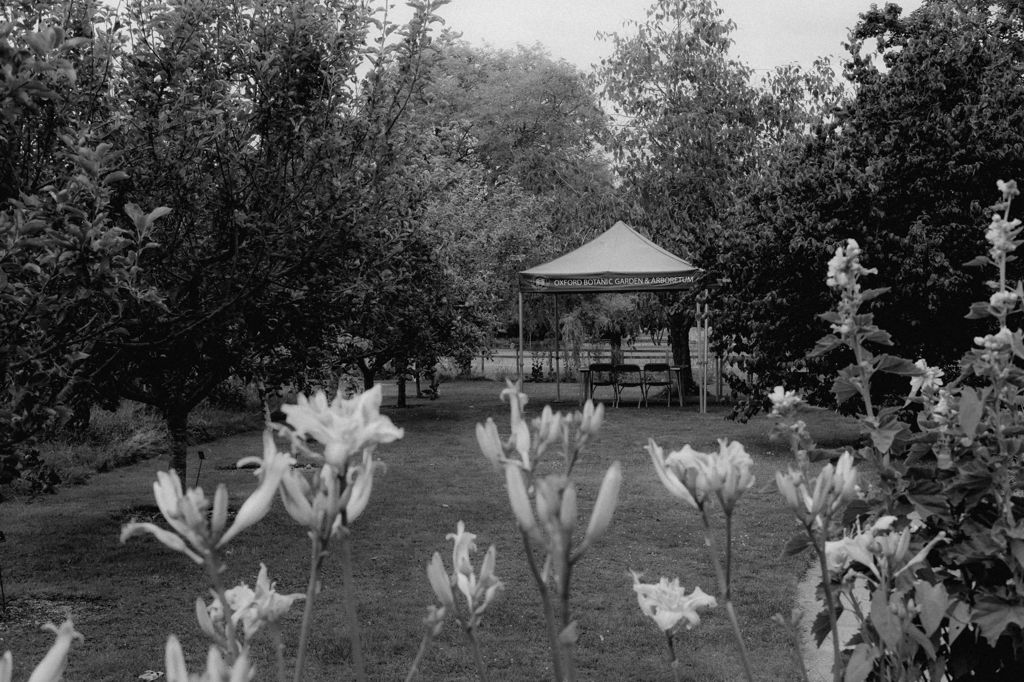 Oxford botanical gardens
