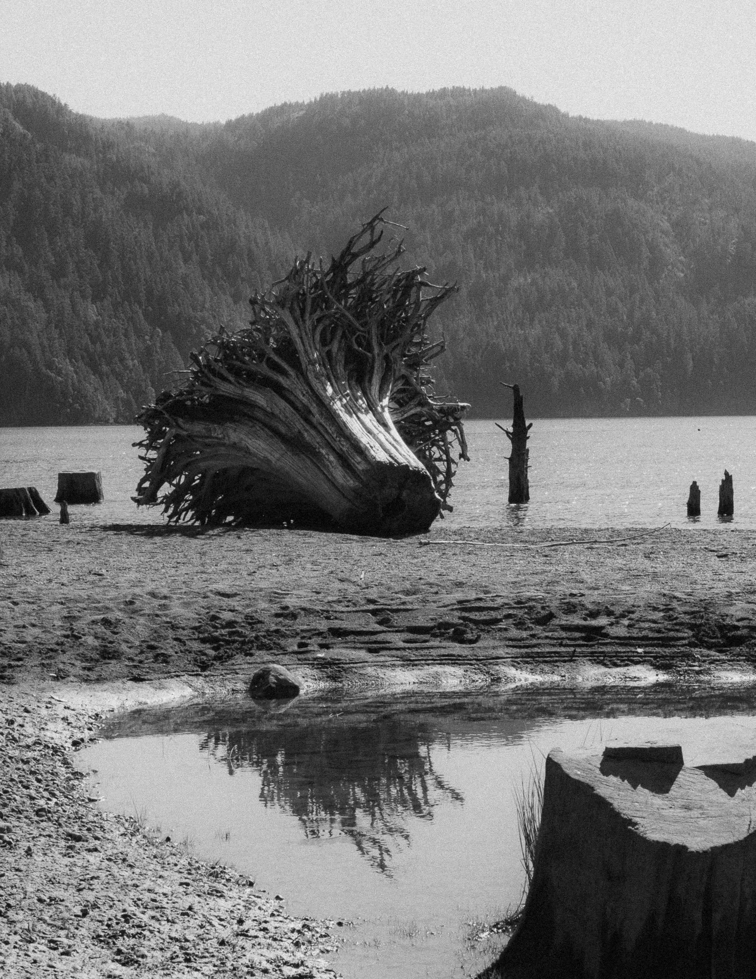 Comox-lake-5.jpg