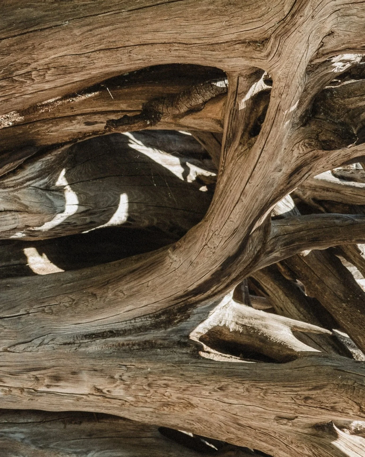Roots and shallows