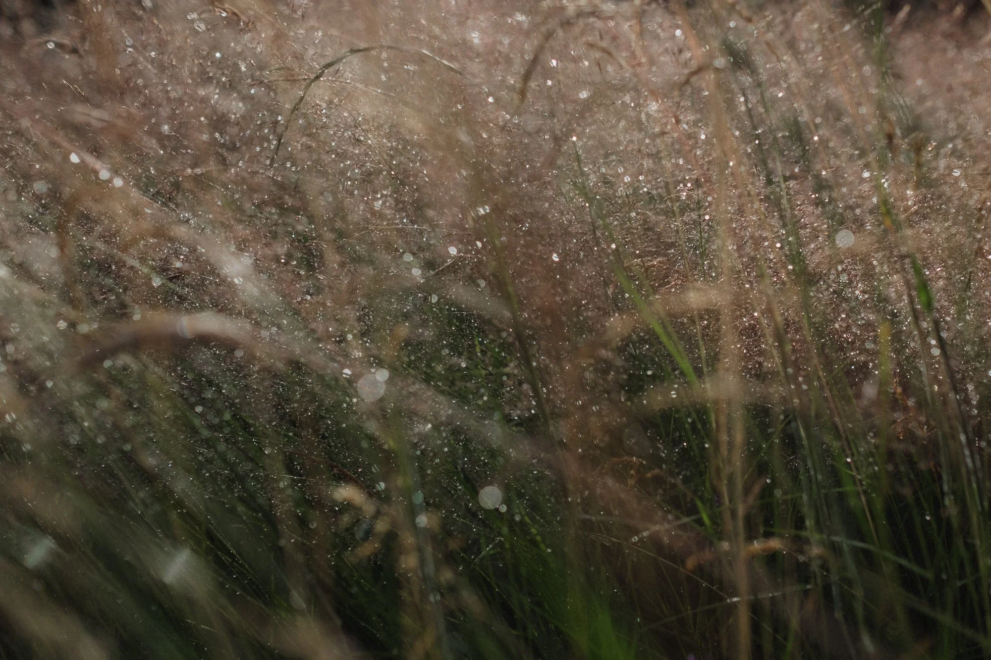 Glitter grass-2.jpg
