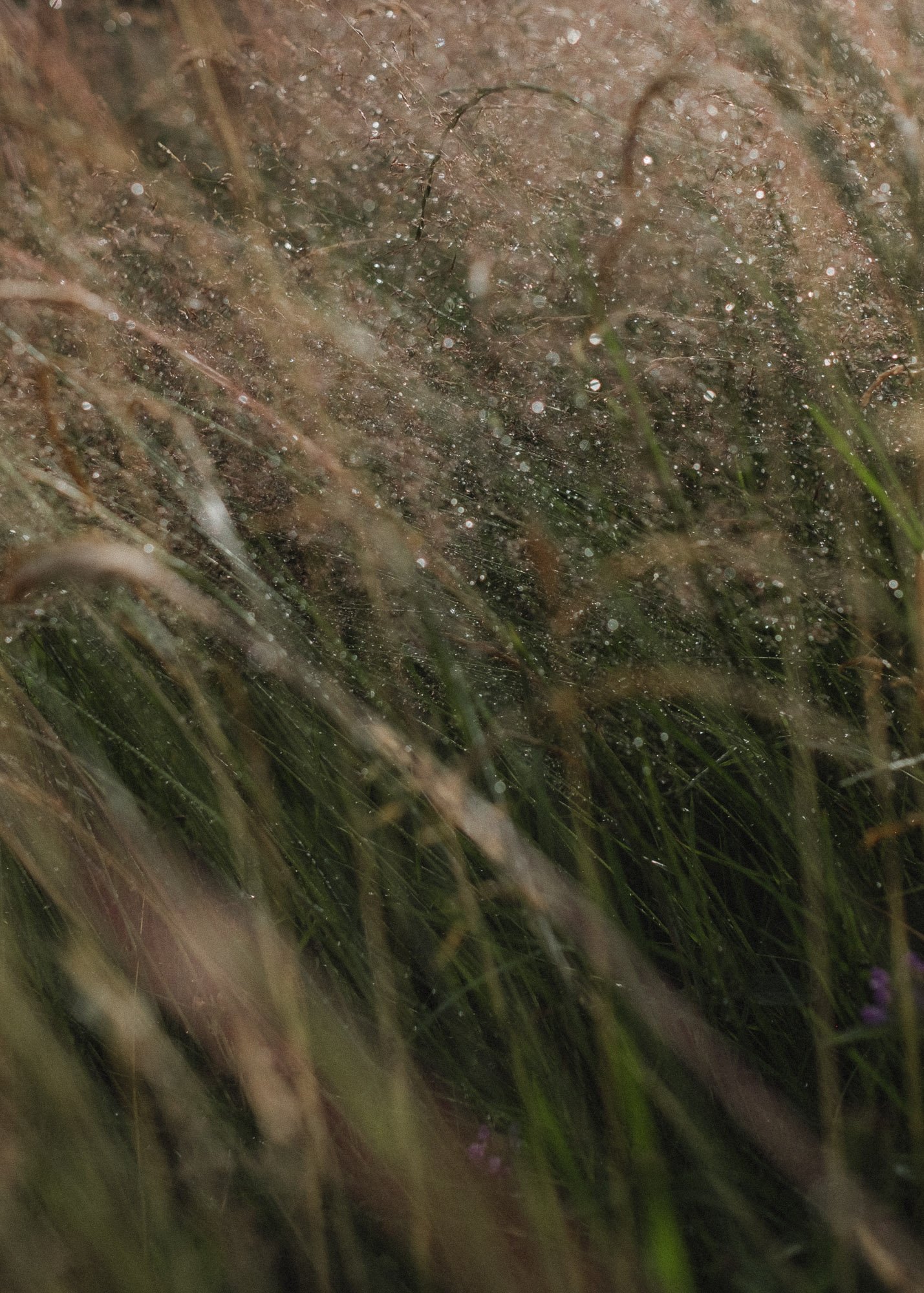 Grass &amp; glitter