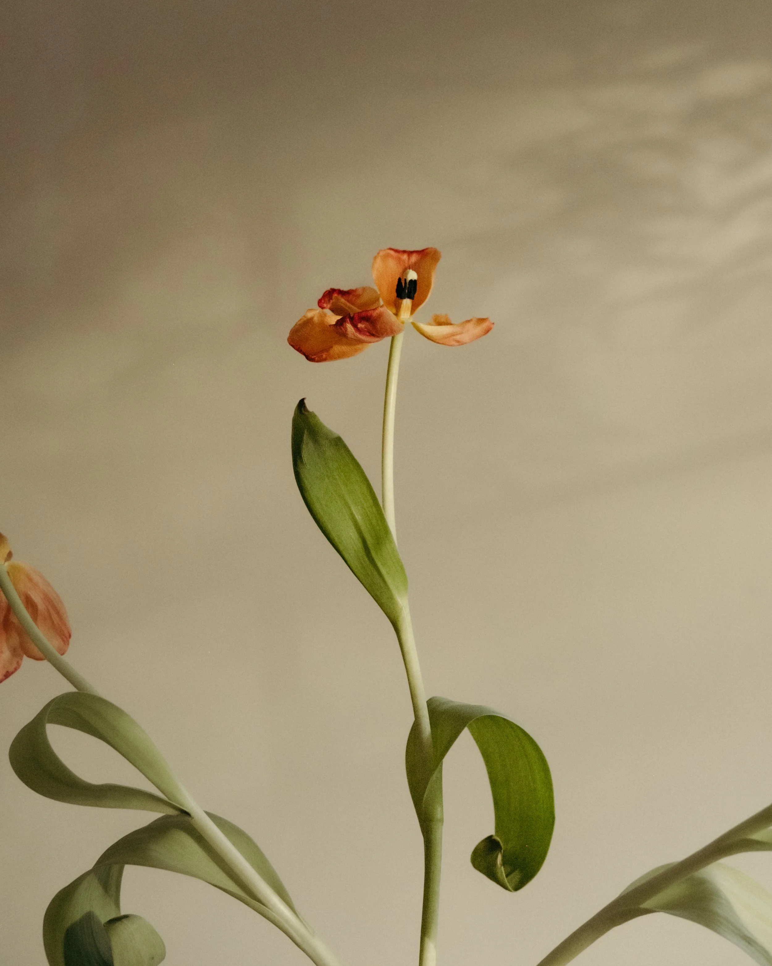 tulips-8.jpg