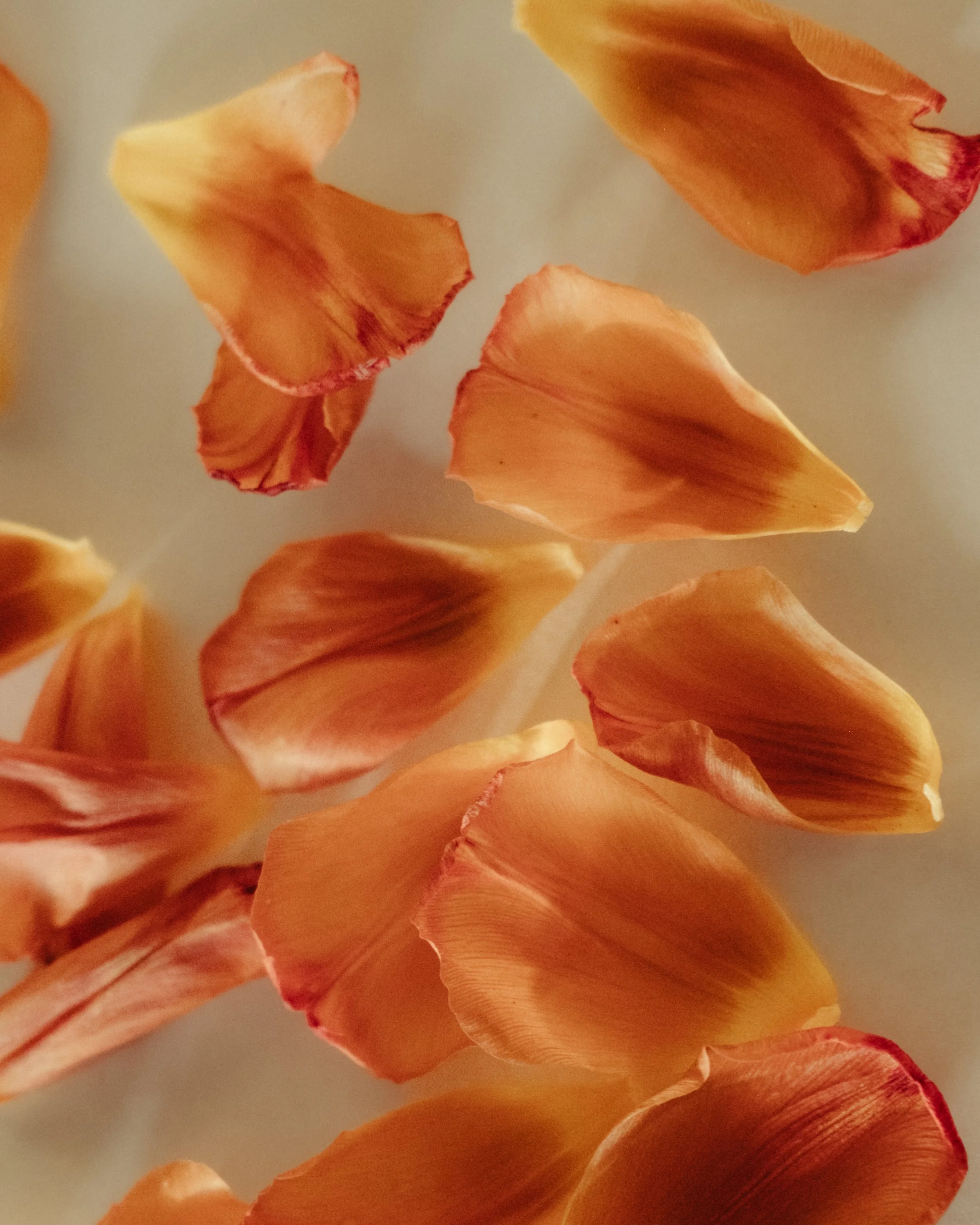 tulips-10.jpg