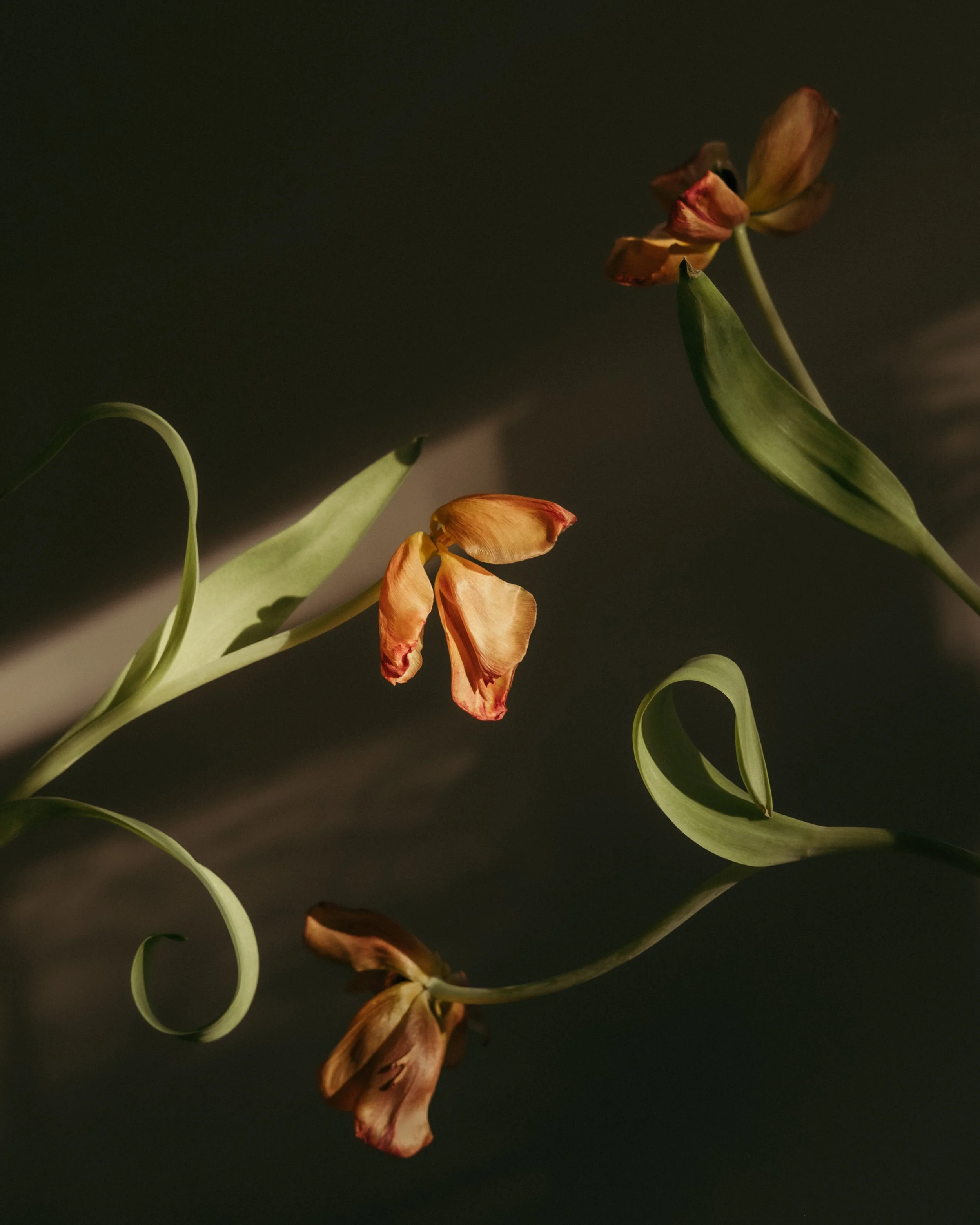 tulips-4.jpg