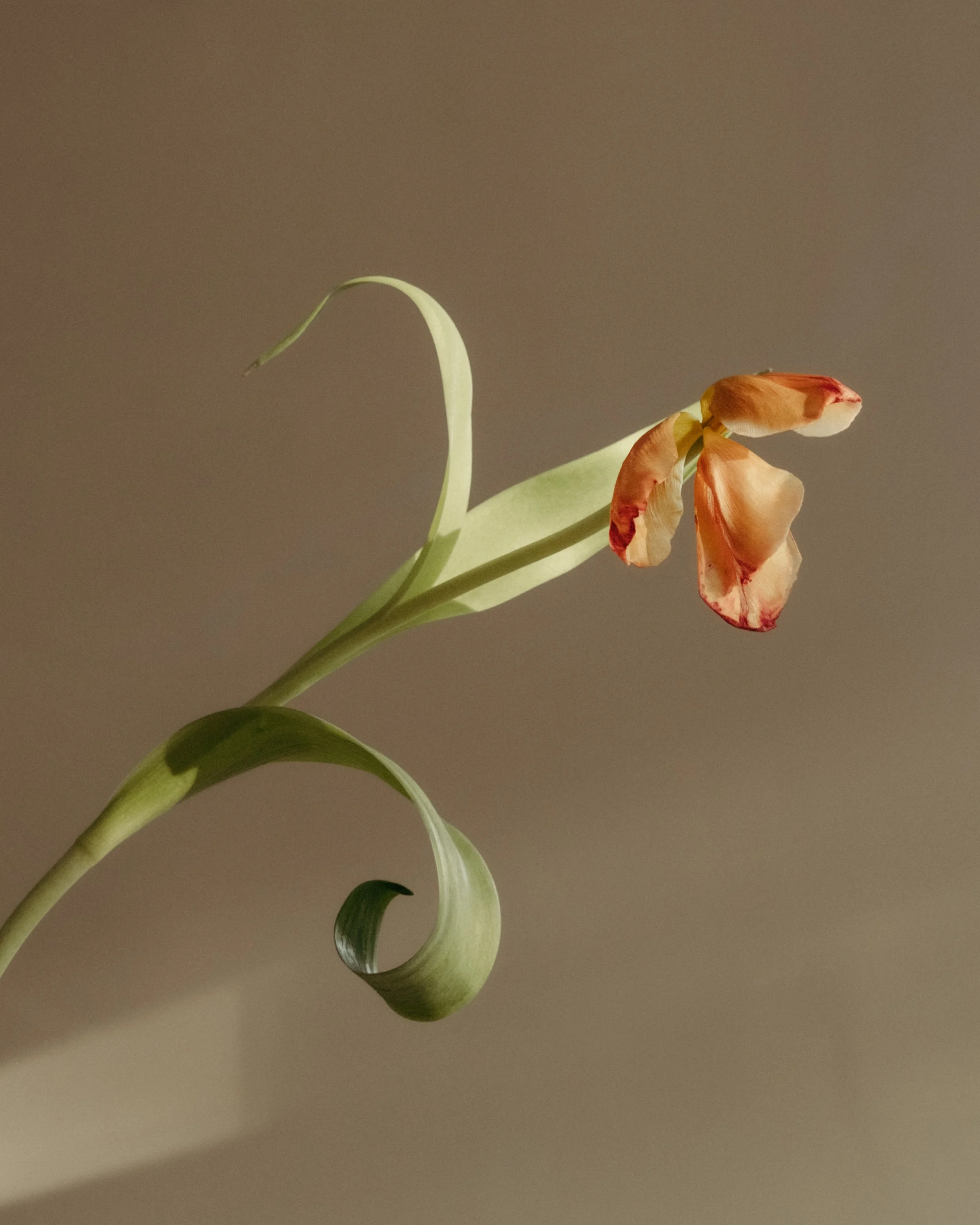 Fading tulips