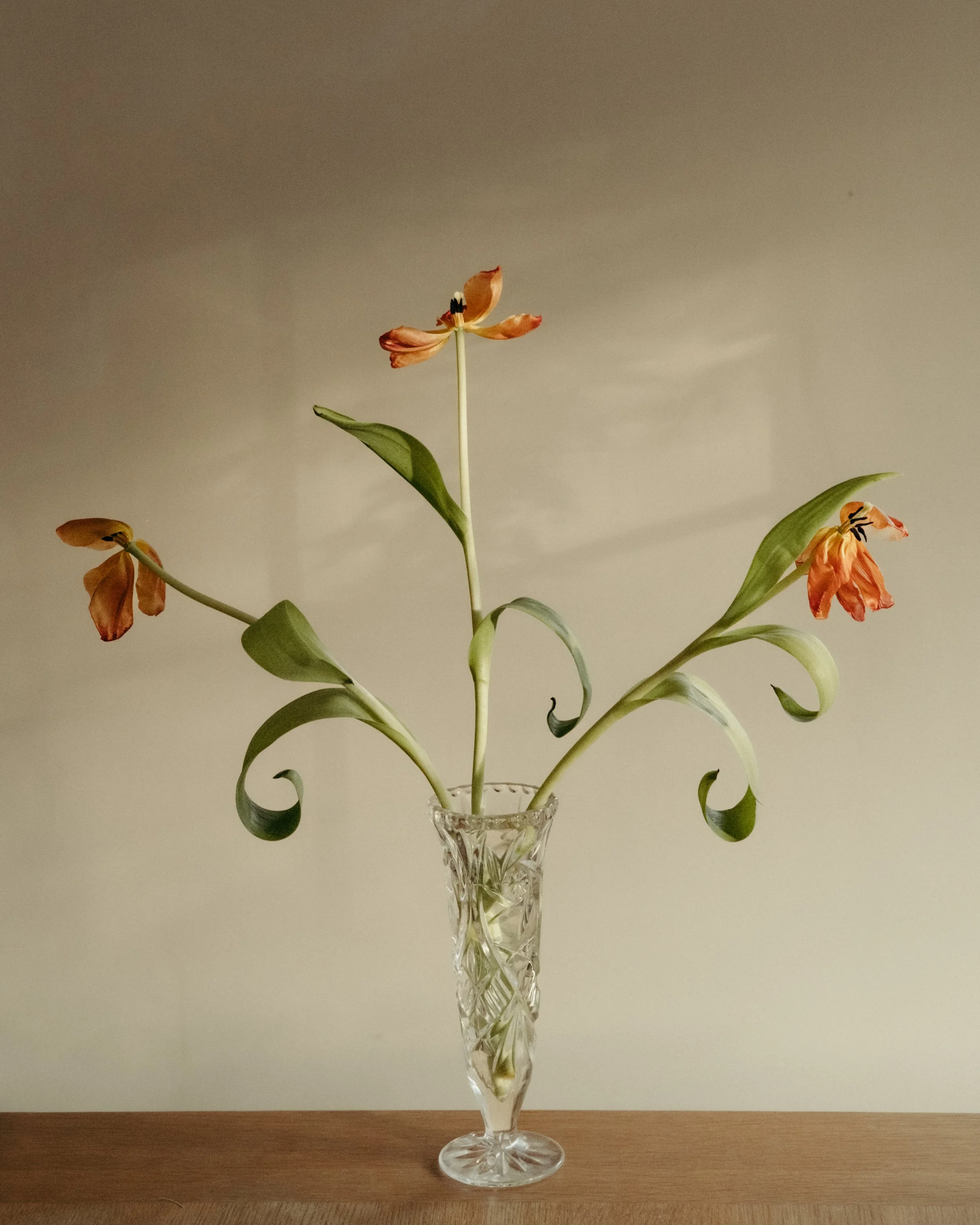tulips-7.jpg