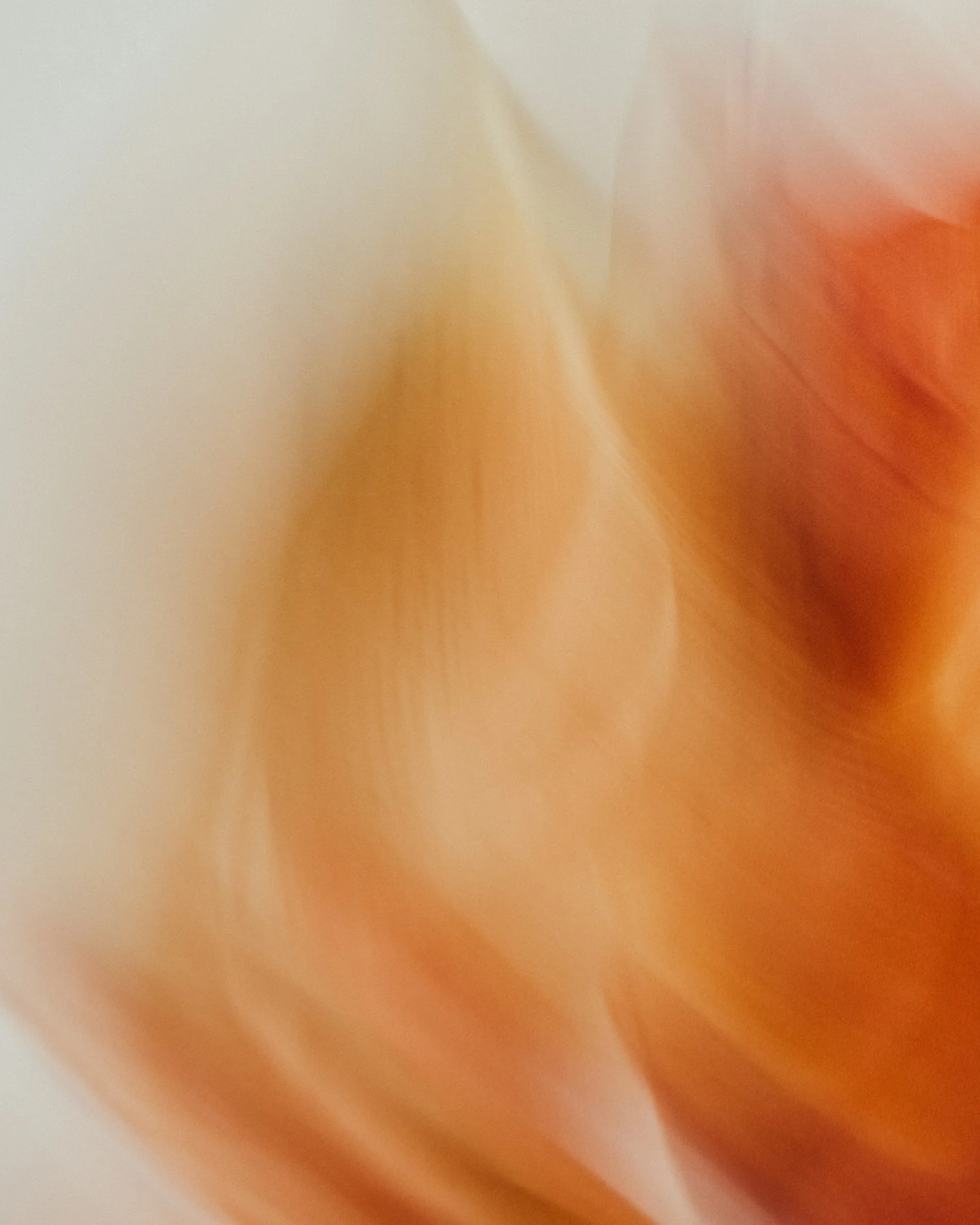 tulips-18.jpg