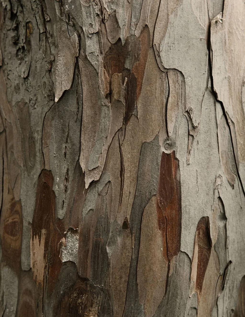 DSCF4593.jpg