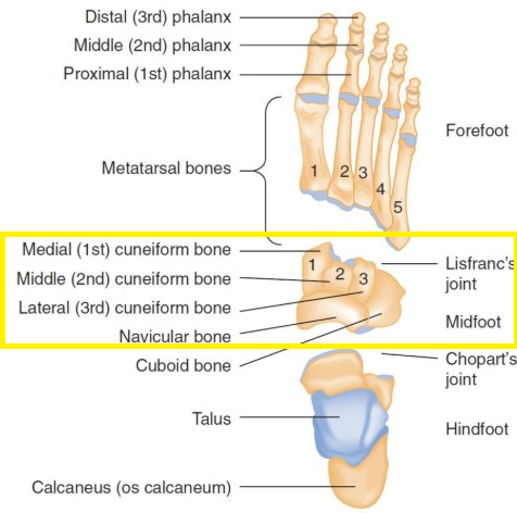 Foot Function Foot & Ankle Anatomy Explained: A Patient’s Guide to Bones, Joints ...
