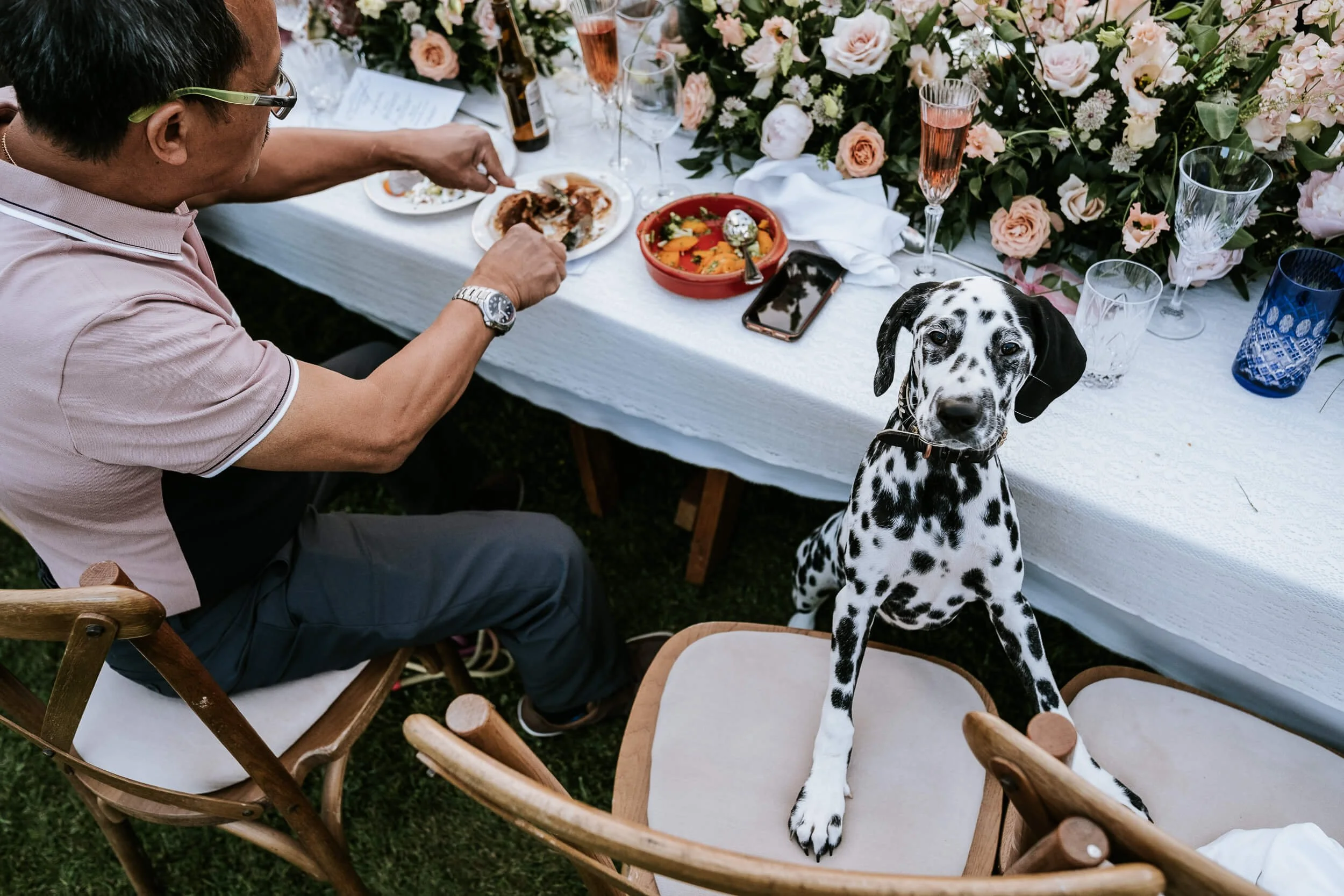 A Dalmation dog at a wedding