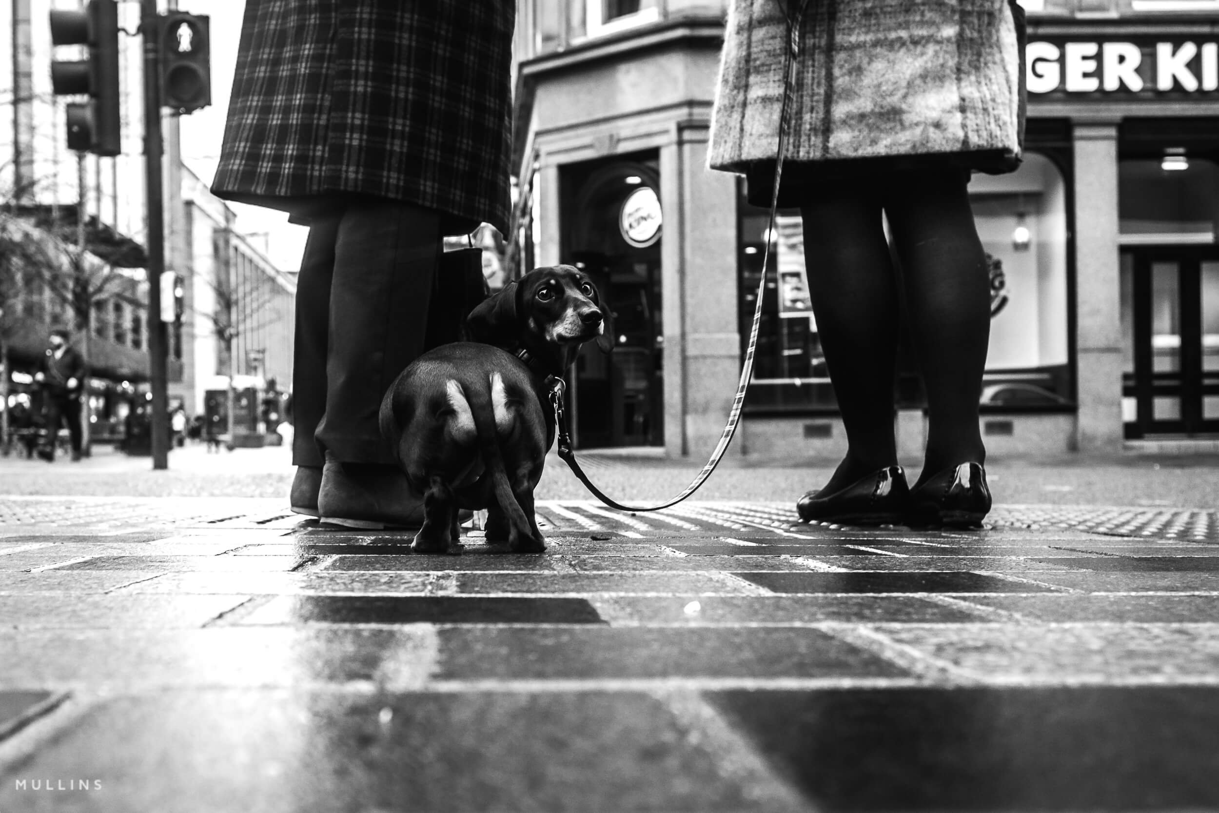 A small dog on a lead looking back between two people’s legs at a pedestrian crossing.