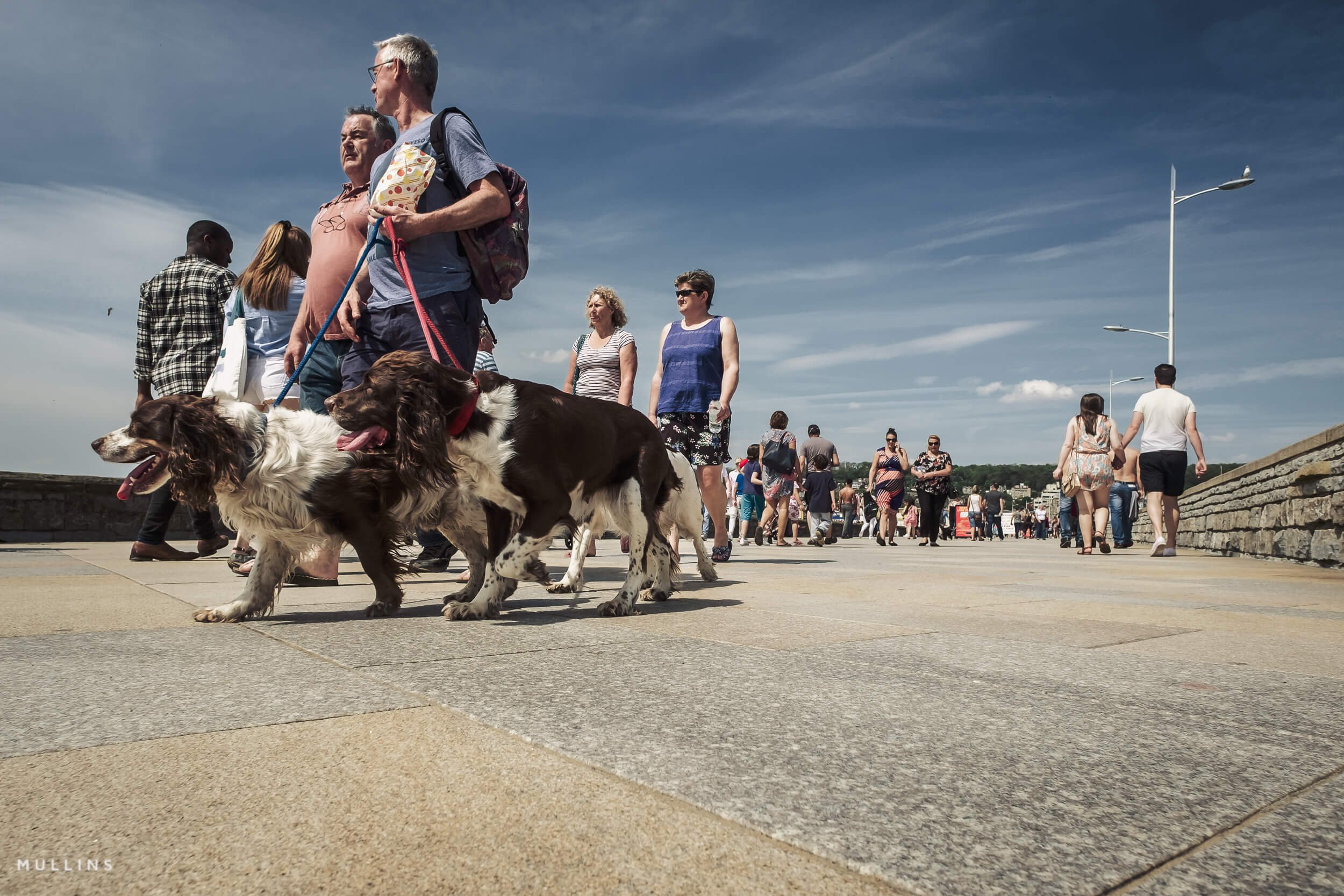 Two dogs on leads crossing the foreground of a busy promenade, with more pedestrians in the distance.
