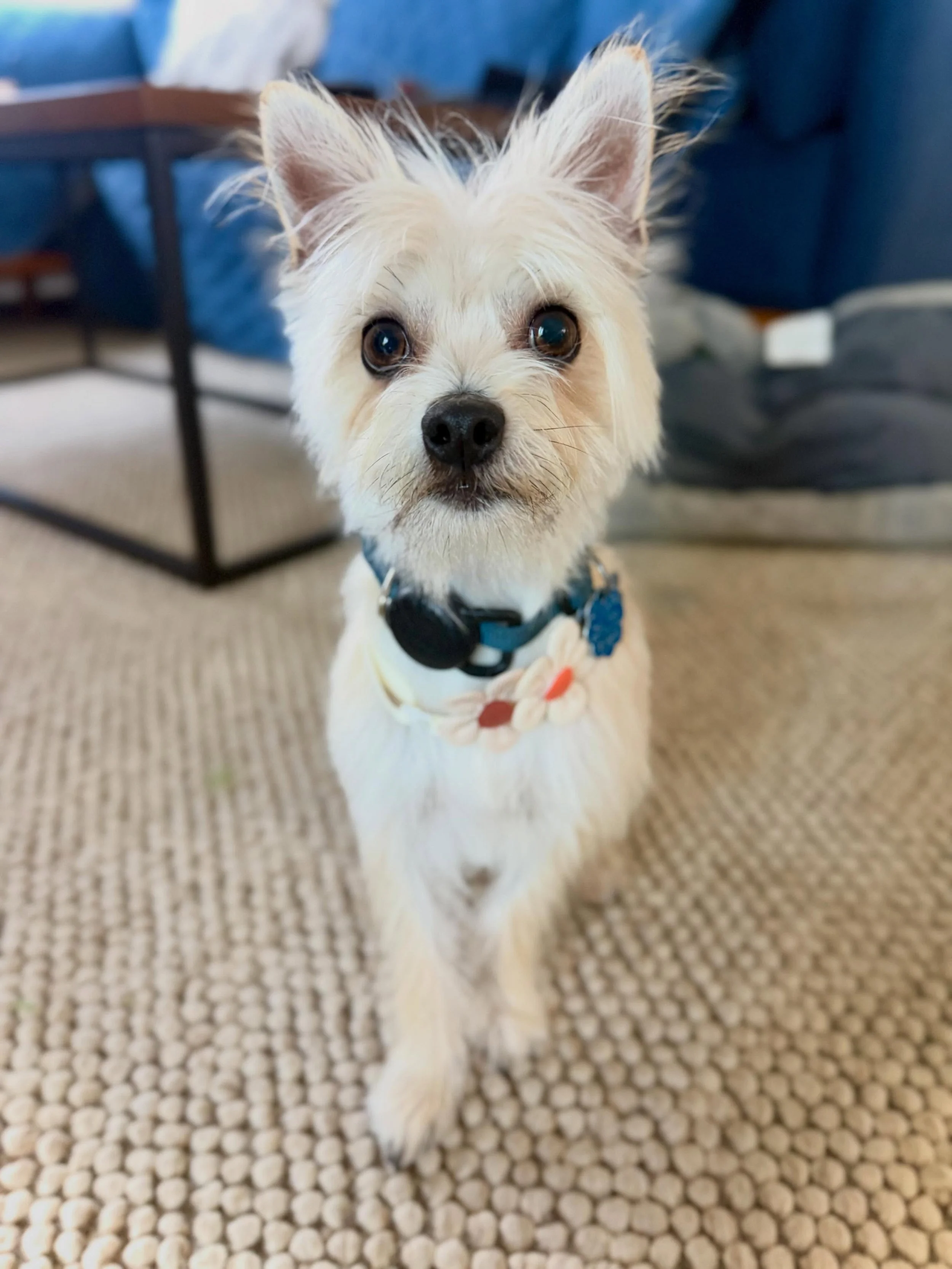 Thank you @royal.petgrooming @theedogbarber for making Mando look like a million treats 🦴🐶✨#dogstagram