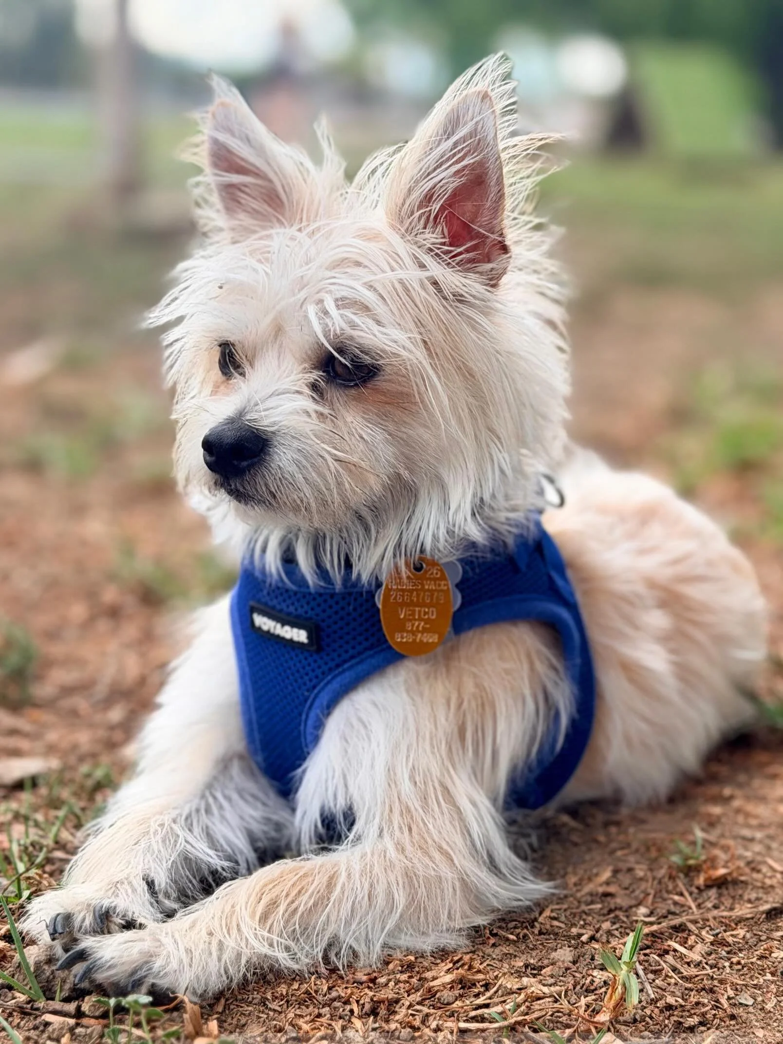 Mando&rsquo;s weekly visit to #sepulvedabasinoffleashdogpark  #dogsofinstagram #sundayvibes
