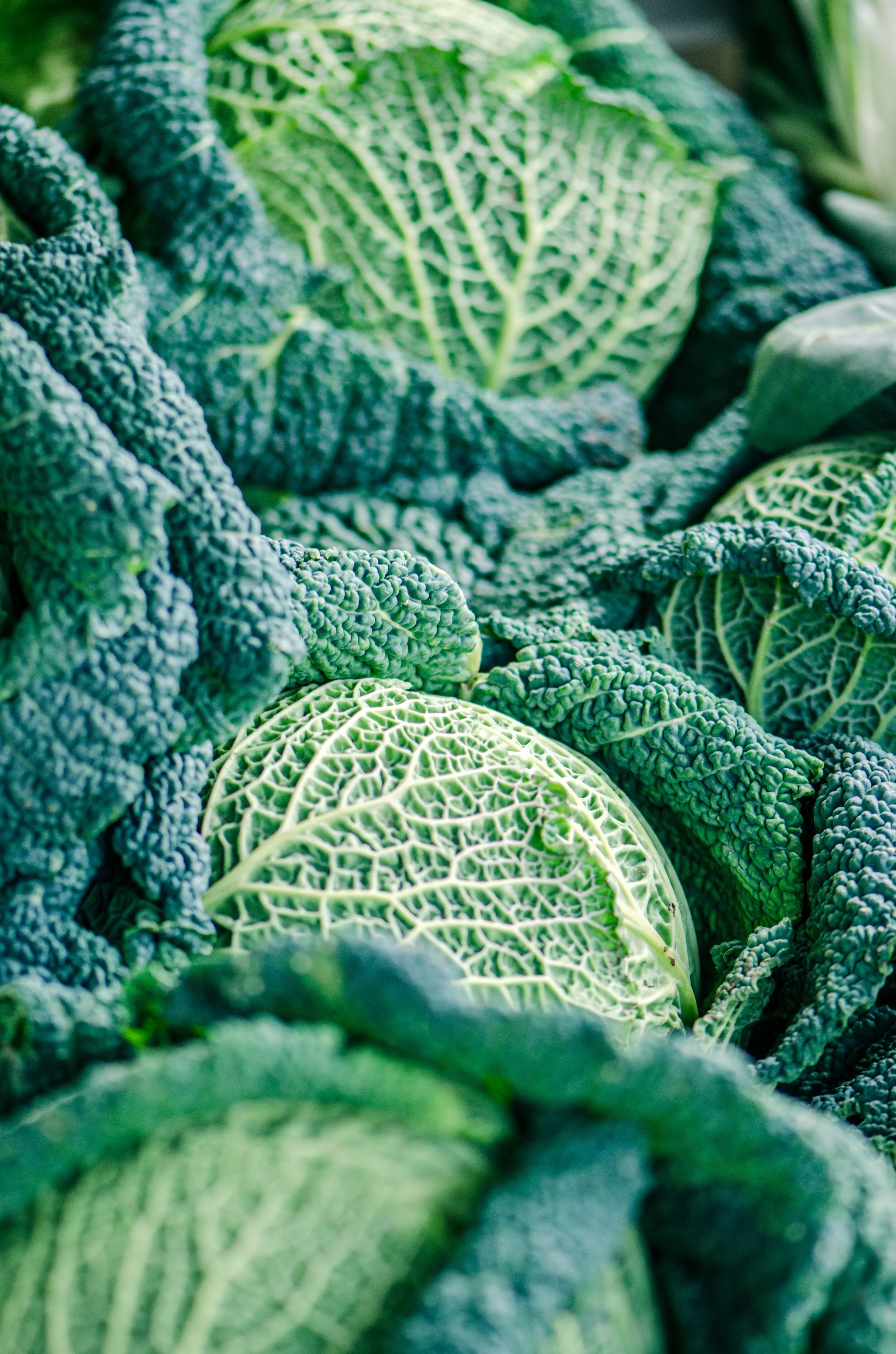 Recipe: Tilly’s Stuffed Cabbage With Beef and Root Vegetables 