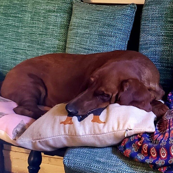 Our boy Lil Mo is the King of Naps, just look at him enjoying a nap on his pillow throne. 👑🐶💤

#hhempire #hempandhounds #bassethounds #lilmo #LilMo #kingofnaps #naptime